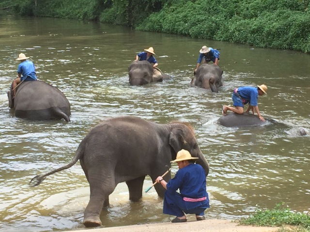 Elephants are bathed at the Thai Elephant Conservation Center, outside the city of Chang Mai in Thailand. Photo by Betsy Herbert, 2015