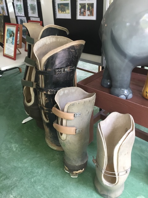 Yes, elephant prosthetics are important as many Asian elephants have been injured by landminds.