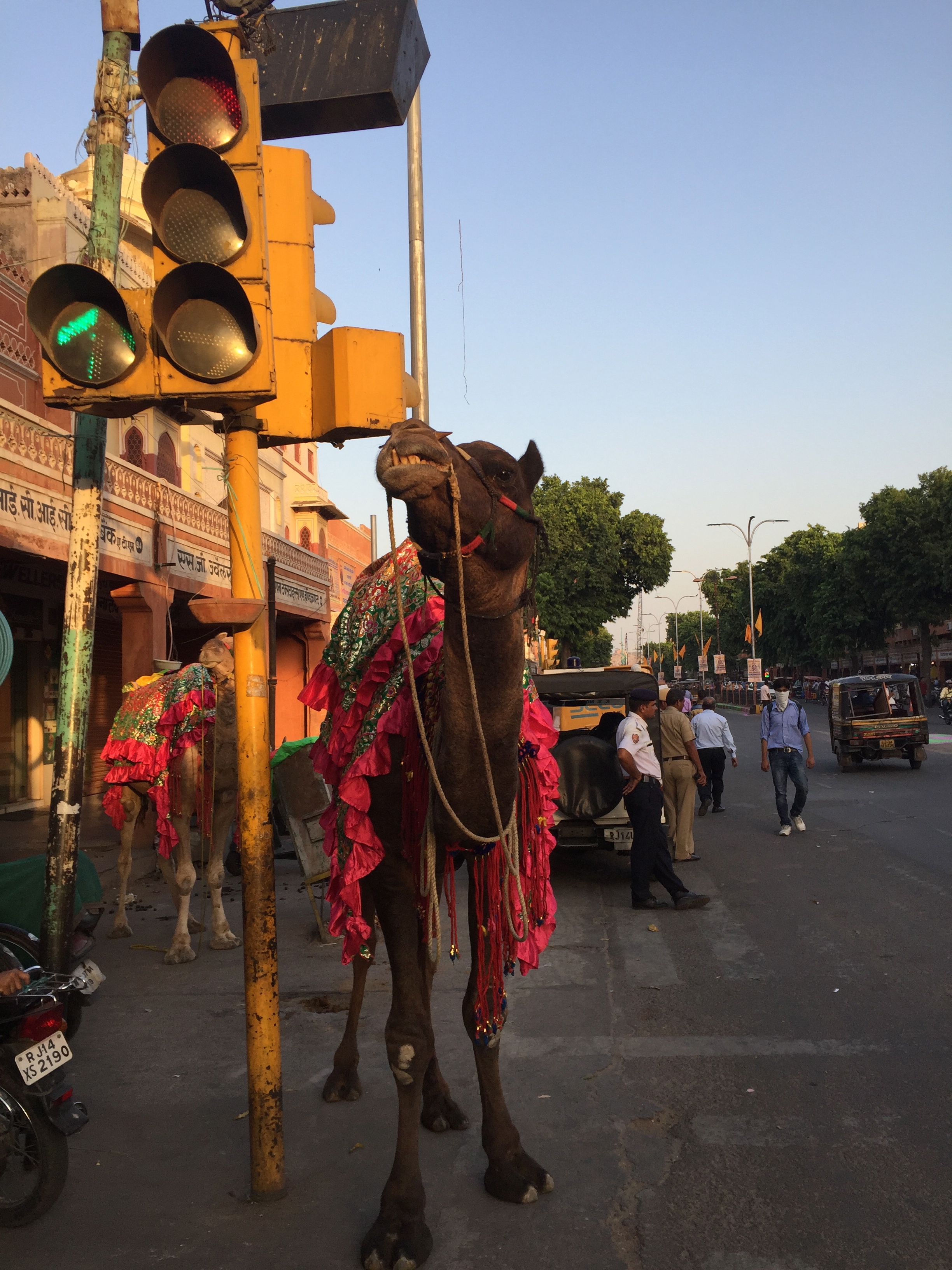 Camel waiting for a traffic light to change in Jaipur, India.
