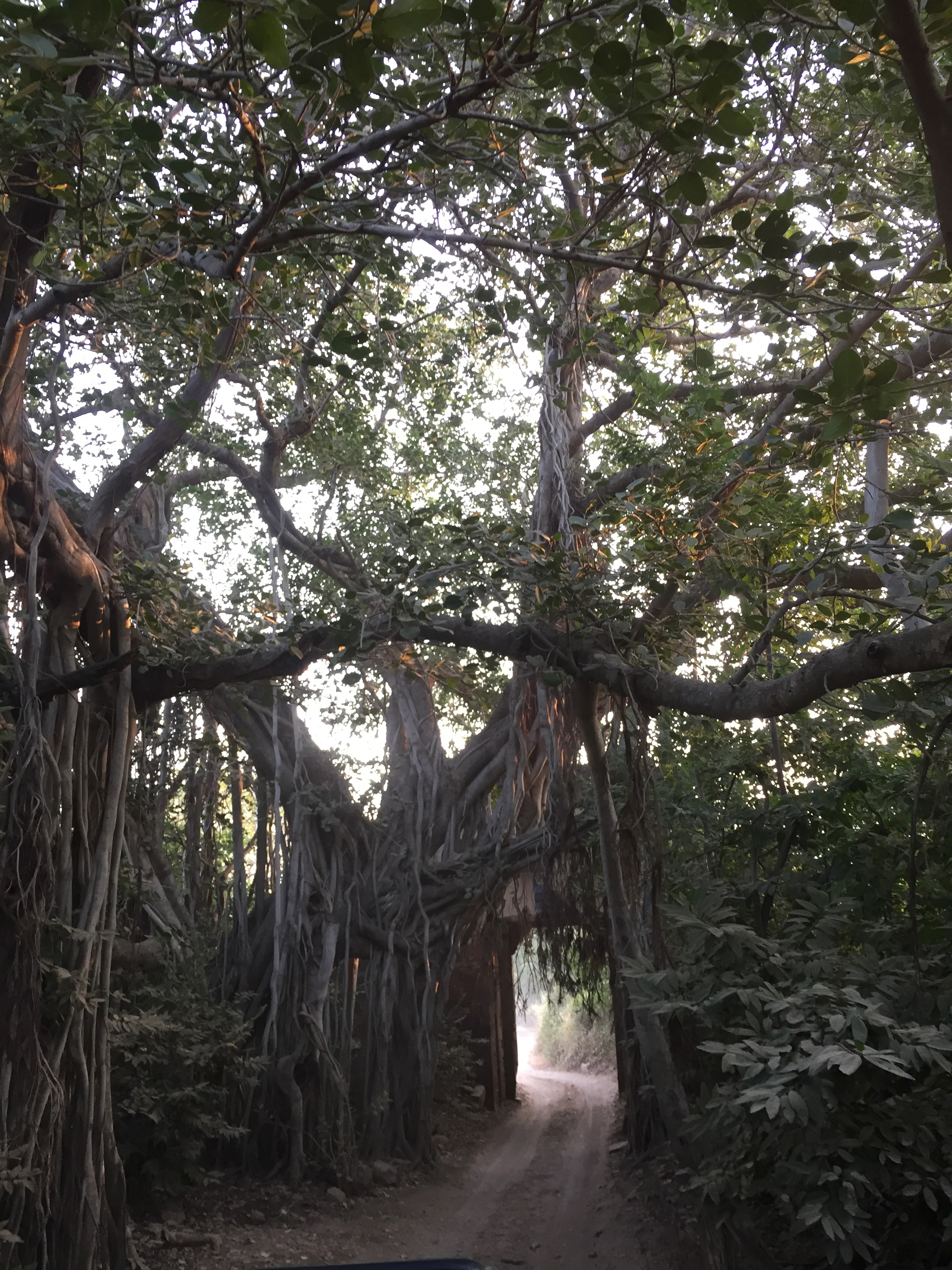 Driving into Rathambore National Park early in the morning, hoping to spot a Bengal tiger.