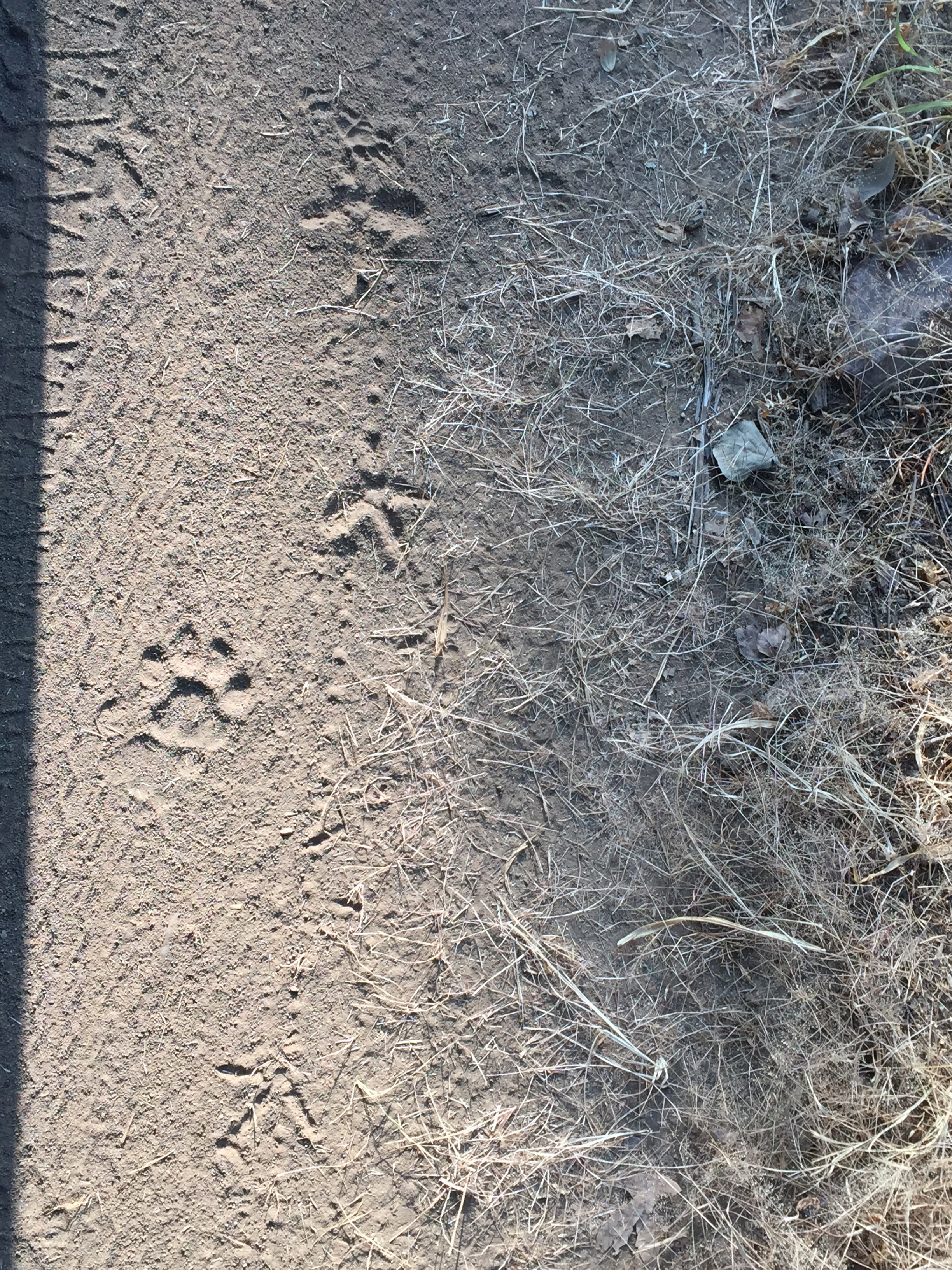 After about an hour in the park, our guide spotted fresh tiger tracks on the road.