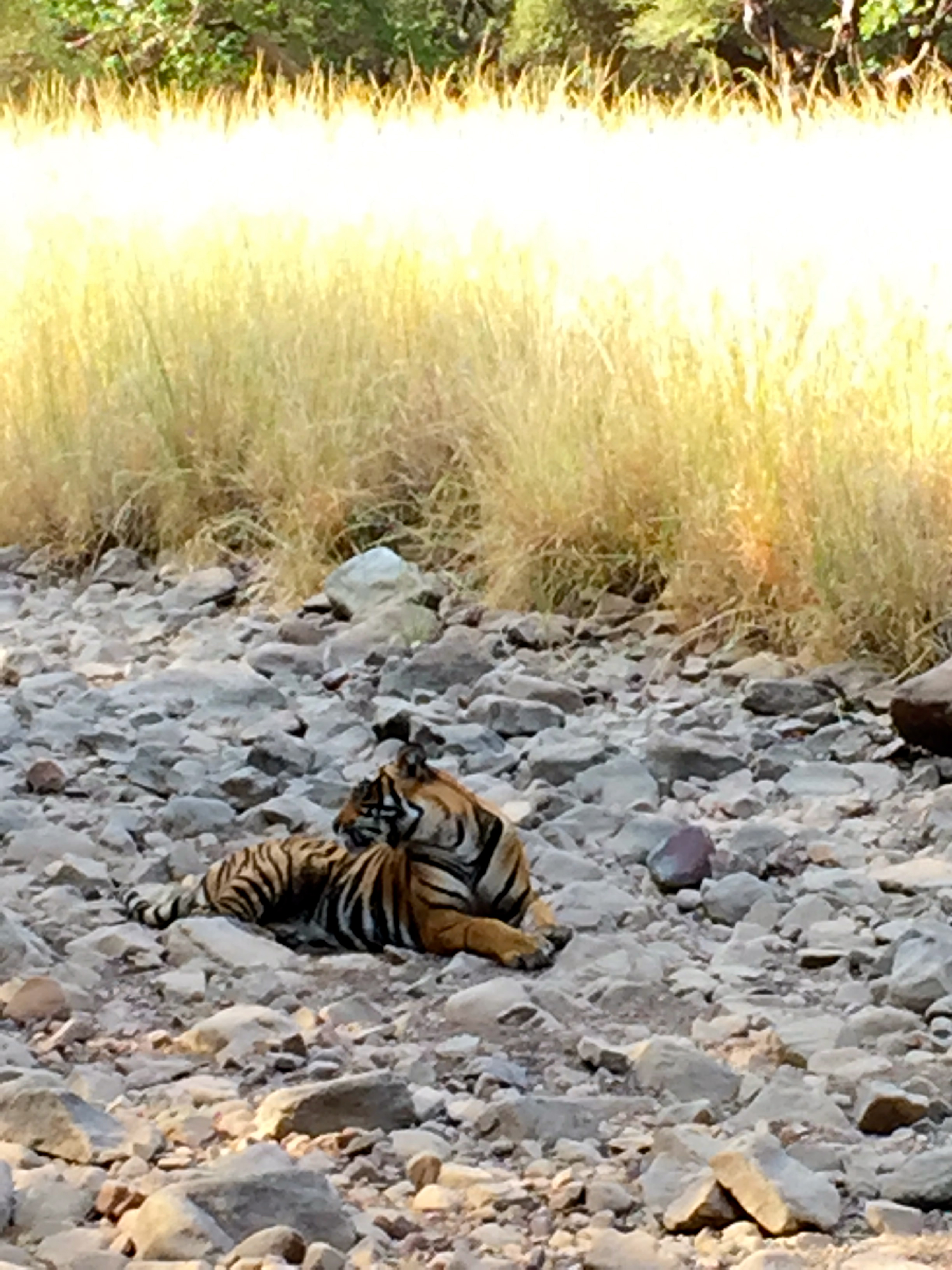 One of the two young male Bengal tigers we viewed on our early morning drive in Rathambore National Park.