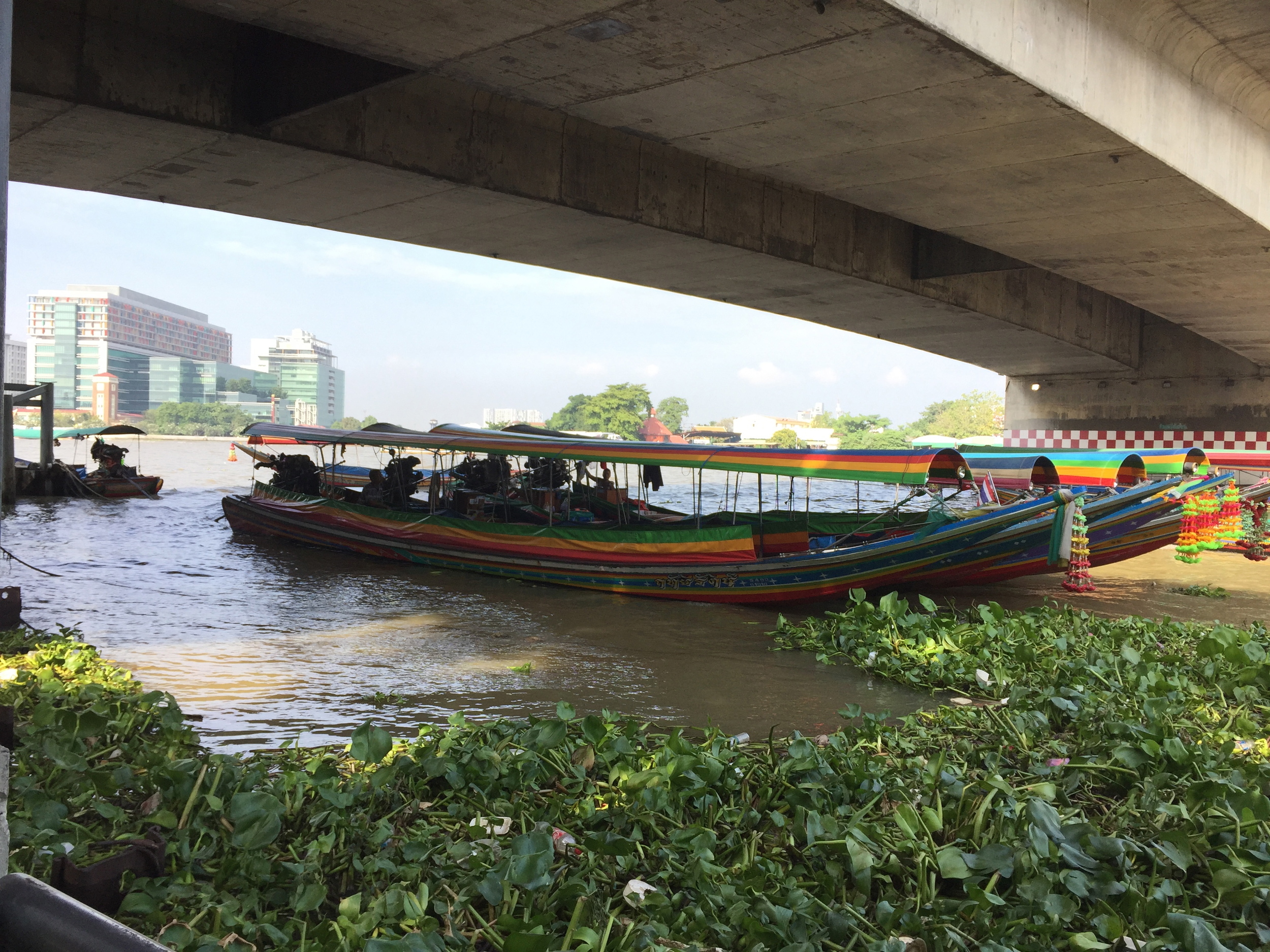 Bangkok's ChaoPraya River is choked with invasive water hyacinth.