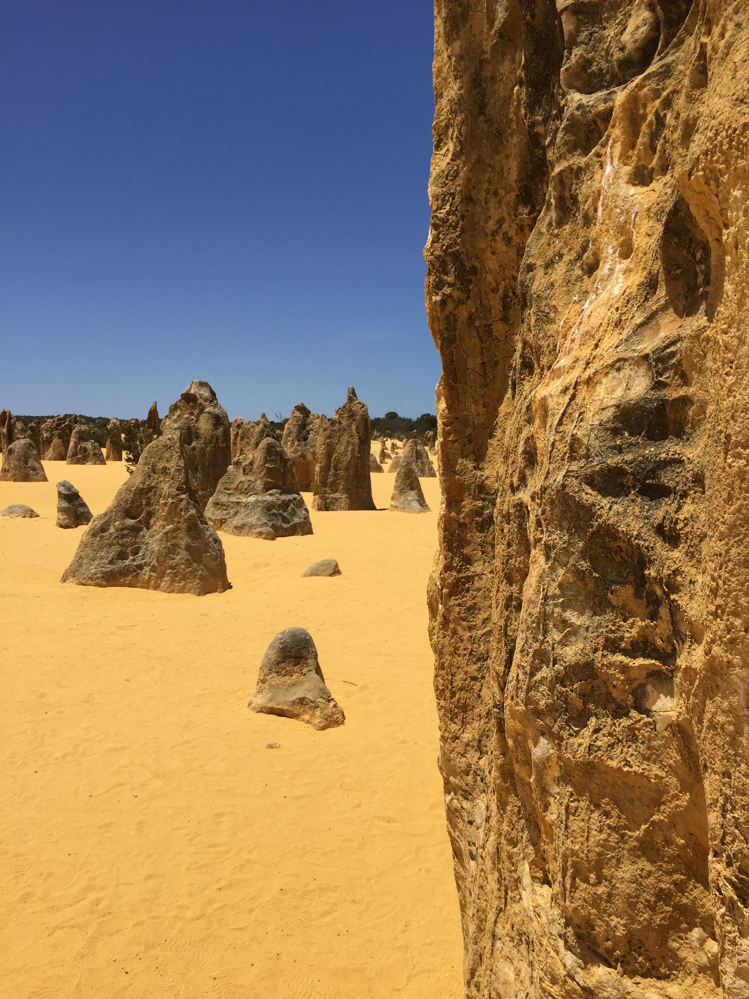 Limestone columns rise from the yellow dunes of Pinnacles in Nambung National Park (photo by Betsy Herbert)