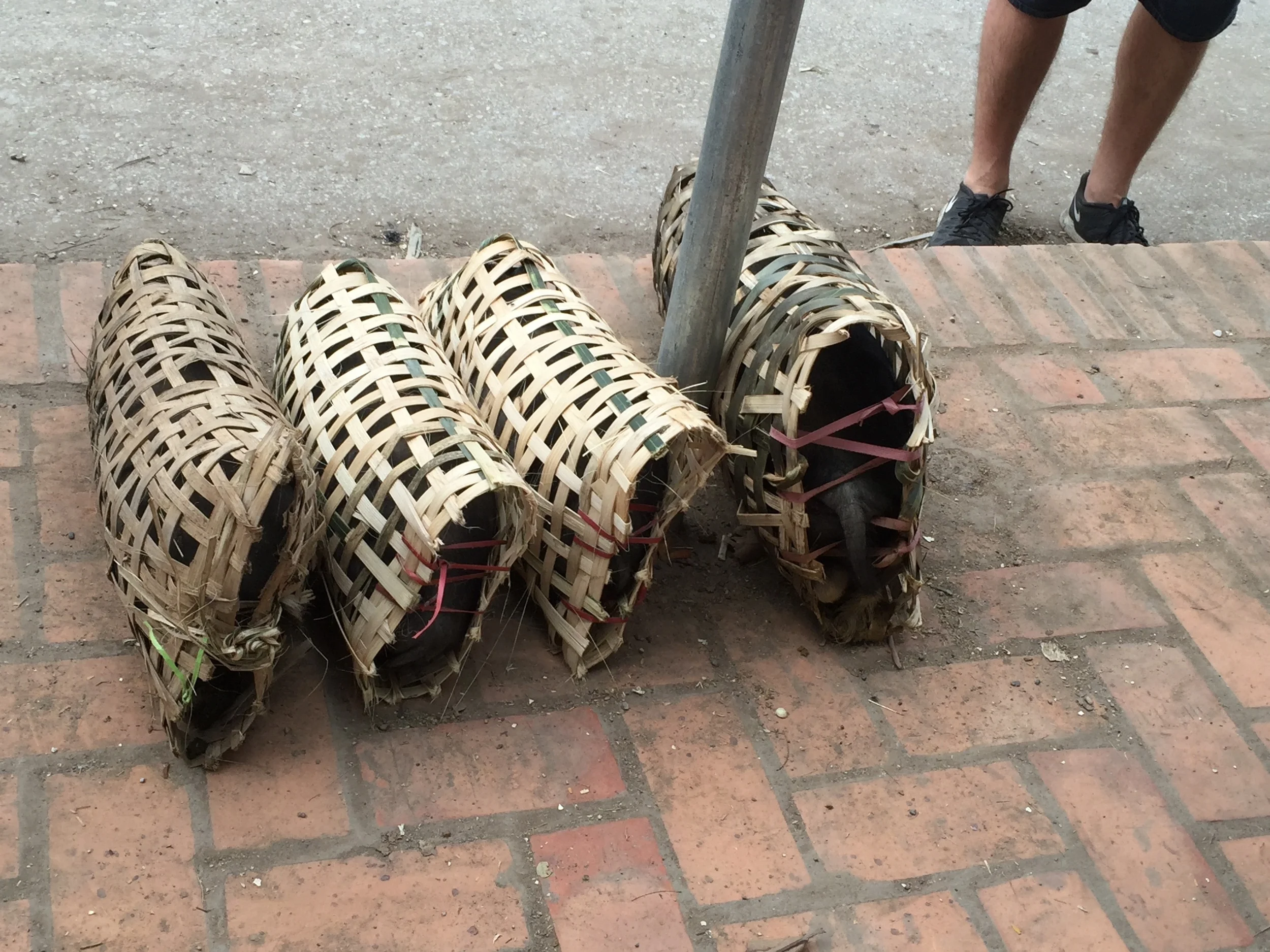 Live piglets confined to woven baskets are waiting at the public bus stop, where they will be picked up and delivered to local restaurants for slaughter.
