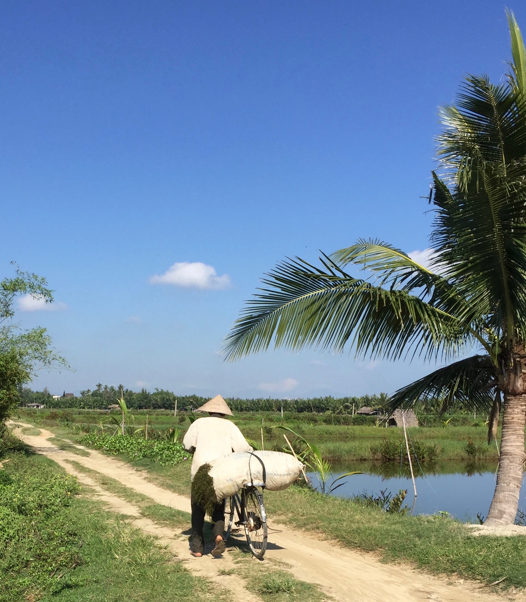 Farmer with bicycle outside the city of Hoi An. The area has beautiful residences with extensive vegetable gardens, as well as commercial farms.
