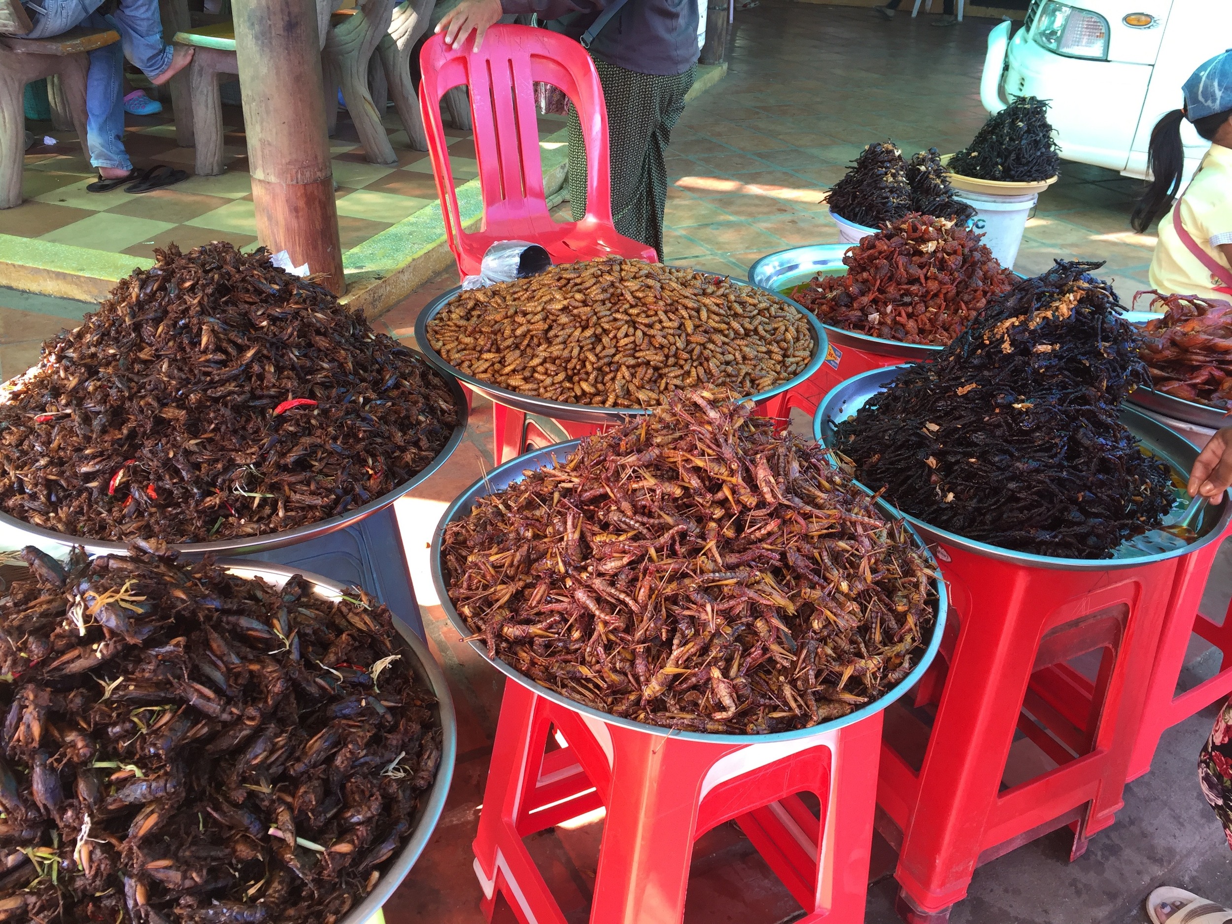 Some of the local snacks offered for sale on the road from Phnom Pehn. they include grasshoppers, crickets, spiders, and grubs.