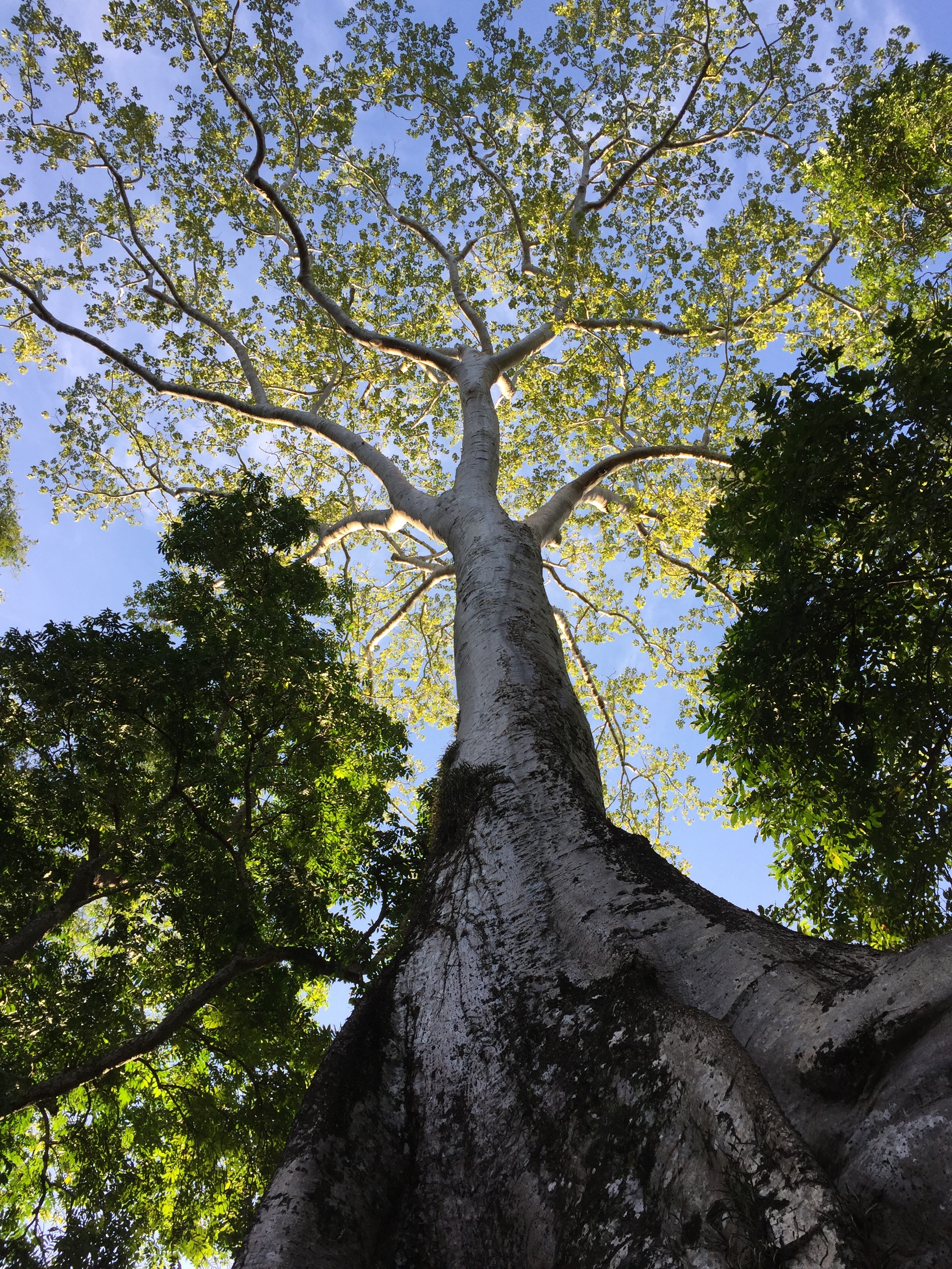 Tree growing from ancient walls of Ta Prohm.
