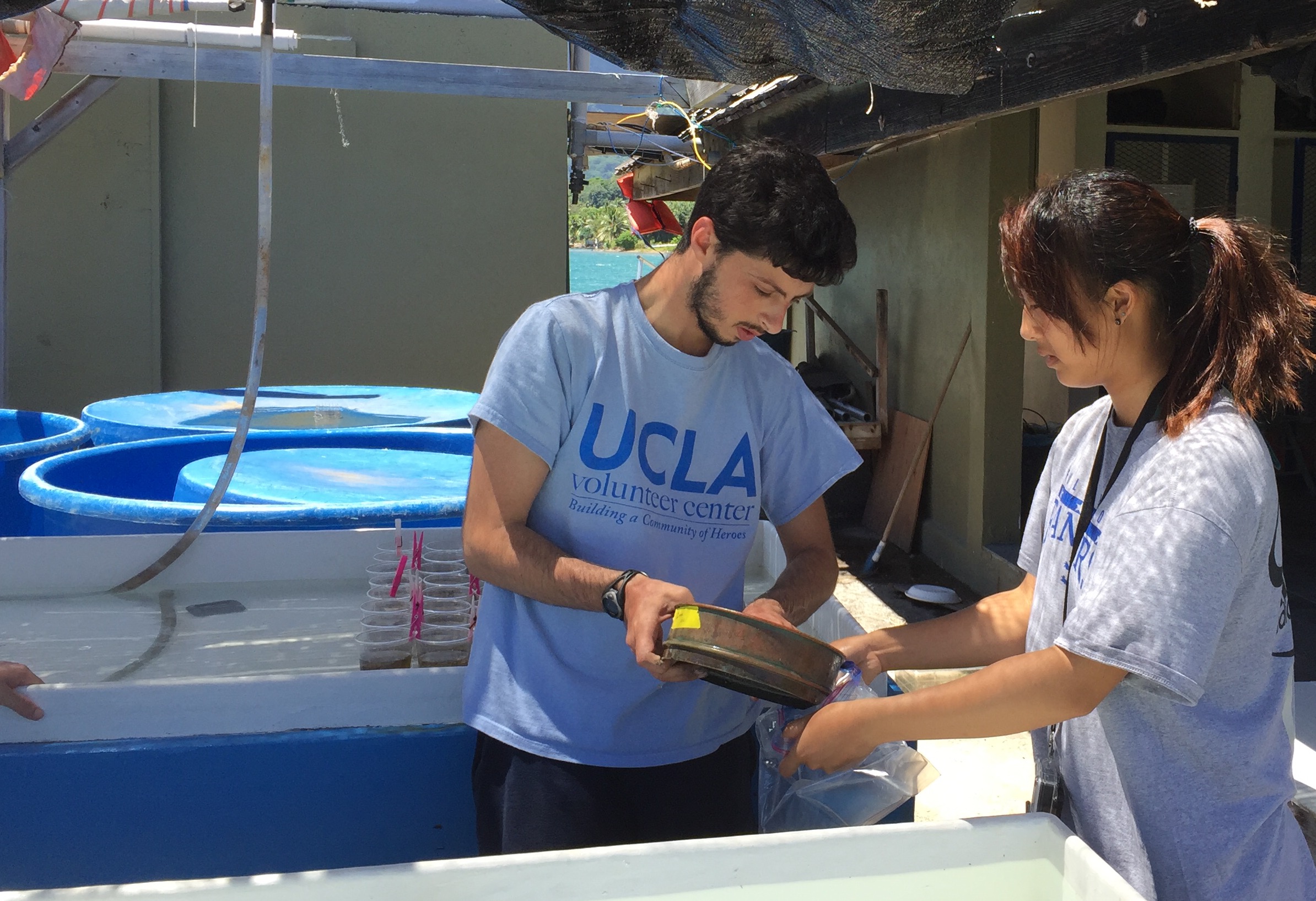 Undergraduate researchers from California work at the UC Berkeley Gump Research Station in Moorea, French Polynesia. Betsy Herbert — Contributed In month nine of my yearlong trip around the world, I decided to hang out on the island of Moorea in French Polynesia during the offseason. What a great way to experience this tropical paradise and to appreciate the scientific research underway here! I began my stay by going for a group swim in a crystalline turquoise lagoon alongside 4-foot sting rays and black-tipped reef sharks. While the sharks were not at all aggressive, the rays seemed downright affectionate, sliding against our bodies and peering at us from strangely human-looking eyes. My beach bungalow at the laid-back Kaveka Hotel was an idyllic retreat with “Bali Hai” views of Cooks Bay and the coral reef that separates it from the Pacific Ocean. Directly across the bay, I could see UC Berkeley’s Gump Research Station, the hub of scientific inquiry that has helped to make Moorea the most studied island in the world. In 1975, Richard B. Gump, the original owner of San Francisco’s premier gift store, donated the land on Moorea to UC Berkeley to establish the research center, with the goal of analyzing the island as a model ecosystem to understand how global changes are affecting it over time. Frank Murphy, associate director of Gump Research Station, said Moorea makes an exceptional natural laboratory. The island is small enough (about twice the size of Manhattan) to enable scientists to construct an inventory of all of the non-microbial species known to be living there. The Moorea Biocode project was designed to accomplish this feat and is the first of its kind. Envisioned by the center’s director, Neil Davies, Moorea Biocode enlisted researchers from 2008-2010 to ascend jagged peaks, slog through tropical forests and dive among coral reefs to sample the entire spectrum of Moorea’s animal and plant life. The end result will be a library of genetic markers and physical identifiers for every species of plant, animal and fungi on the island — and this library will be available to the public. The coral reefs and lagoons that surround the island of Moorea have been of particular interest to “swarms of scientists who come here every year,” says Murphy, as part of the Moorea Coral Reef Long-term Ecological Research project. Though coral reefs are one of the most diverse ecosystems on earth, worldwide almost 20 percent have been lost and another 35 percent could be lost by 2050. These scientists have been monitoring and recording data about Moorea’s coral reefs for more than 15 years. “This approach has considerable potential in better understanding how global climate change will affect reef corals, and we are working toward developing modeling approaches to achieve this outcome,” according to Peter Edmunds, a researcher from Cal State Hayward. Another exciting project envisioned by Davies is the making of a digital model of the entire Moorea ecosystem, including its biological, physical and human cultural aspects. Named “Moorea IDEA,” for Island Digital Ecosystem Avatar, the end product would be an online 3-D model. Scientists and others could pose questions online, and the model would simulate how different impacts might affect the entire ecosystem. I asked Murphy if people on Moorea were worried about sea-level rise, as a result of global warming. “We’re in better shape than lots of places,” he said. “If worse came to worse and everything crashed, we could almost be self-sufficient.” That’s because Moorea has tall mountains and considerable arable land. Other places, such as in the Motu archipelago, Murphy posits, “will be underwater in 60 years, because the atolls don’t have any high ground. A whole history of culture will be going underwater.” Betsy Herbert is a freelance writer on a year-long journey around the world. You can read her travel blog and environmental articles on her website, www.betsyherbert.com.