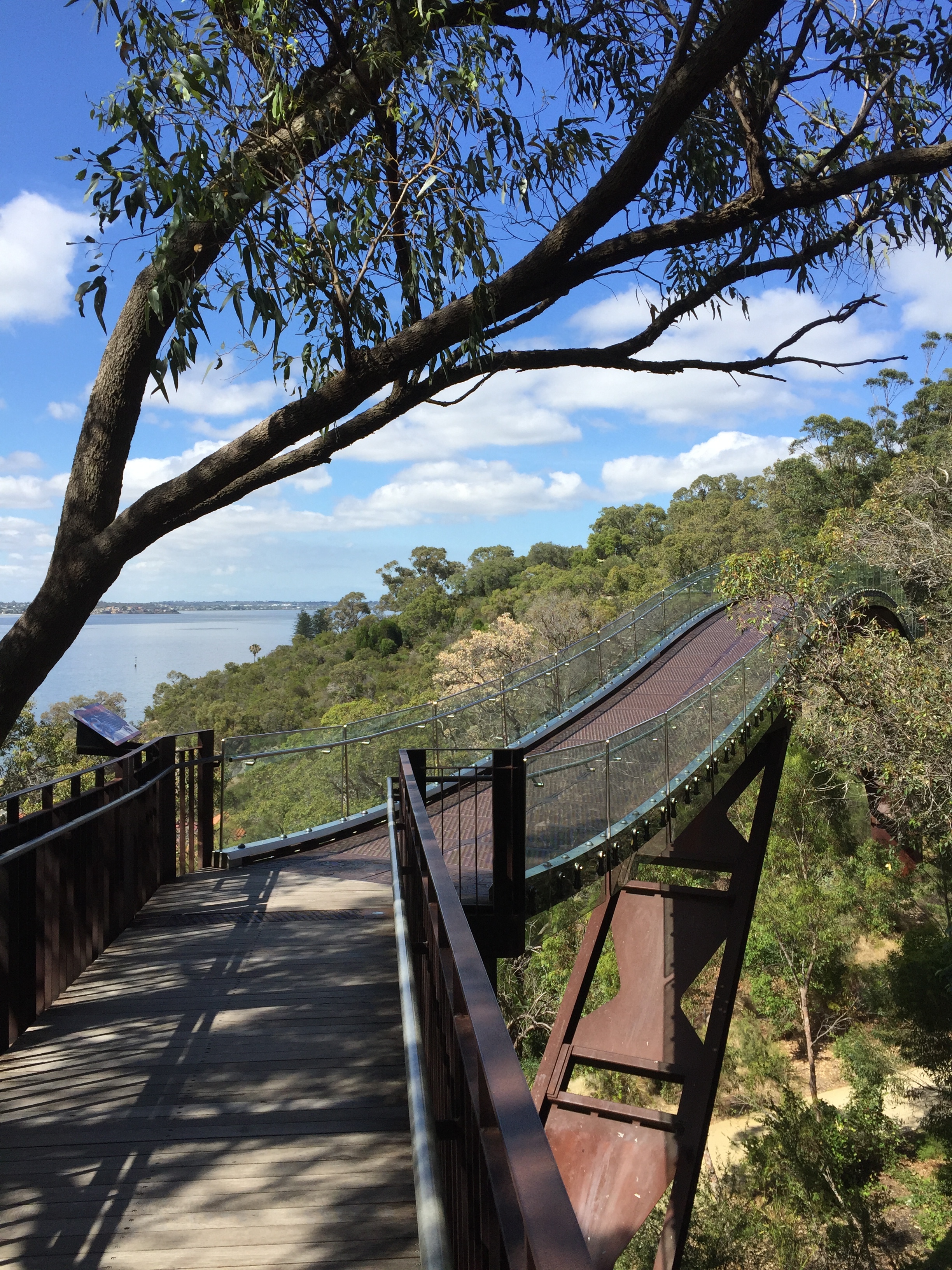 A canopy boardwalk structure in Kings Park gives you a birds eye view of some of Western Australia's 3,000 native flora growing here in the botanical gardens.