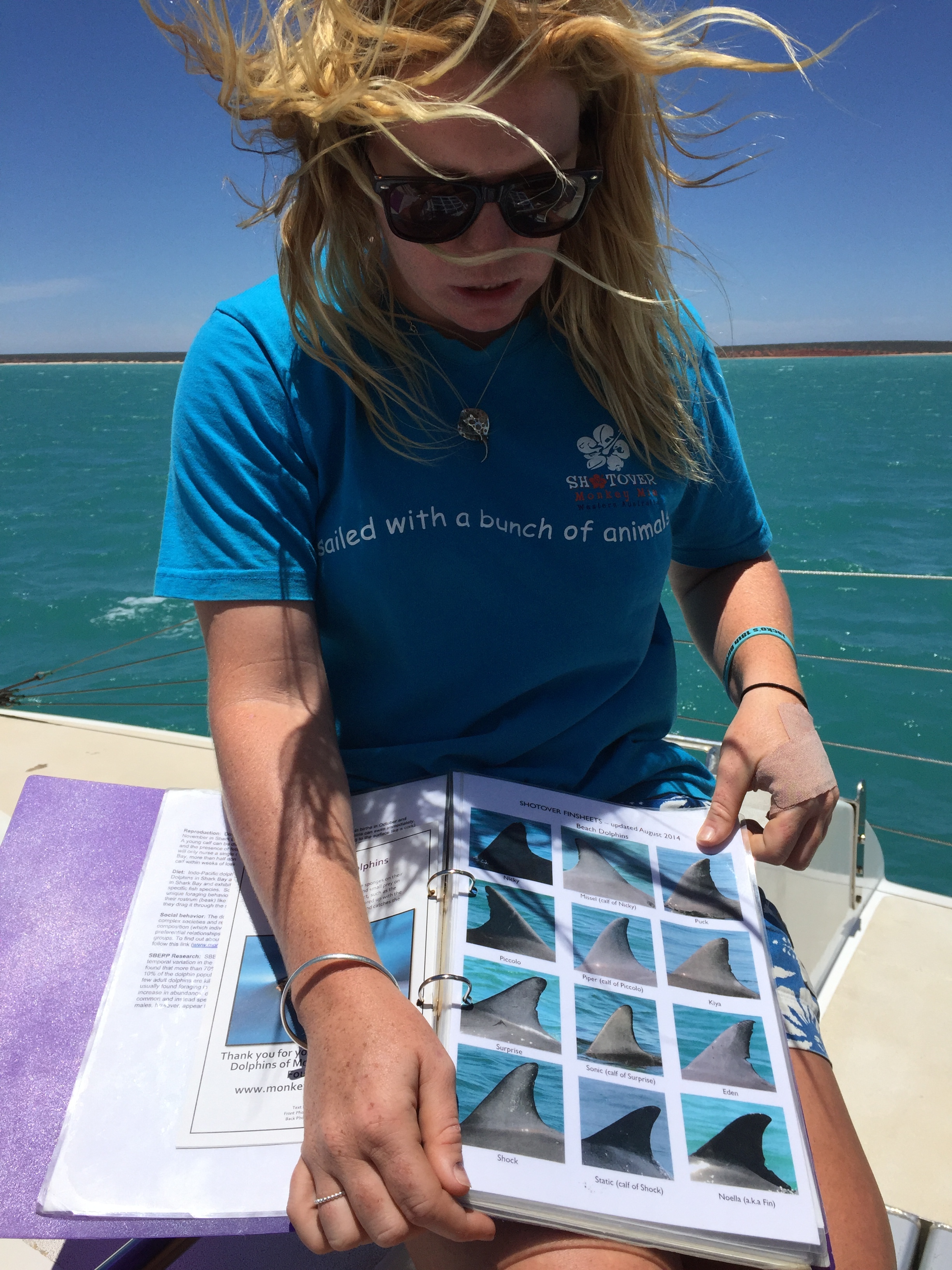 First mate Kate, aboard Shotover, a 60 foot catamaran, knows all the resident Shark Bay dolphins by name and by the unique shapes and scars on their dorsal fins.