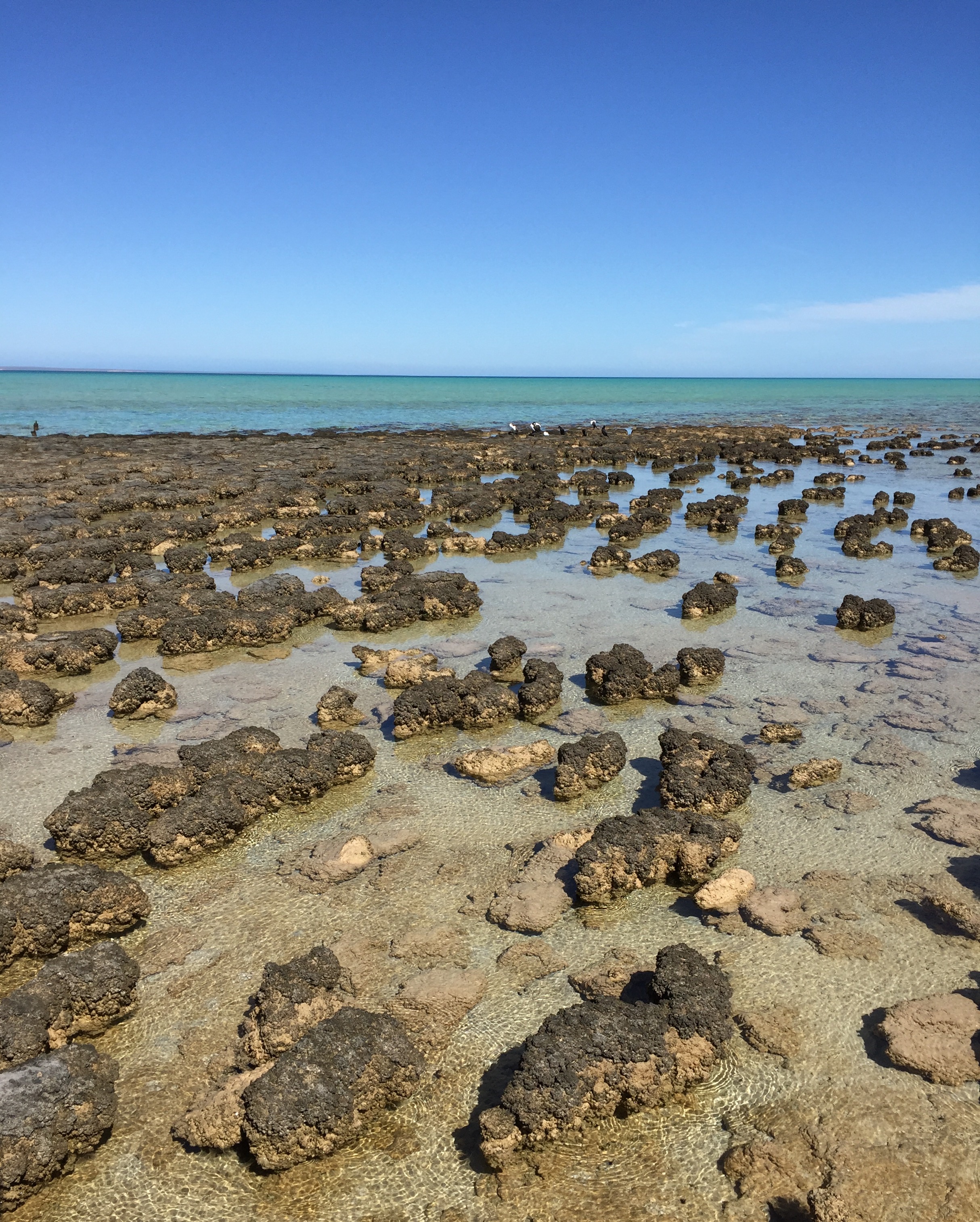 Stromatolites at Hamelin Pool Conservation Center near Shark Bay in Western Australia. These ancient structures still survive here only because of the extremely salty conditions of the bay.