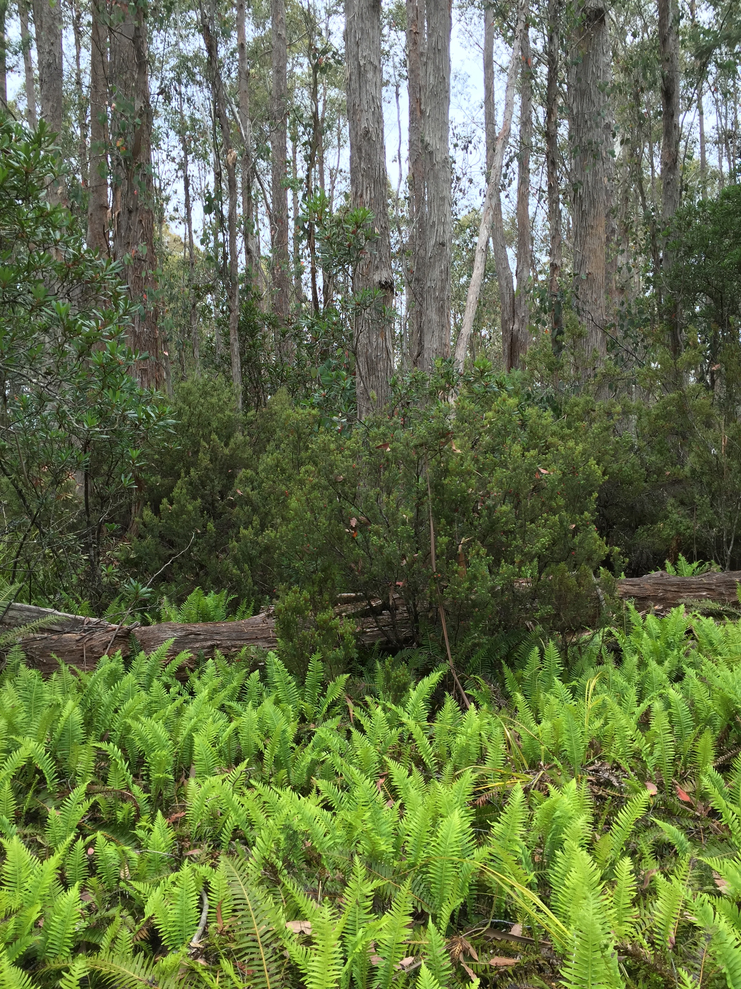 Part of the native eucalyptus forest around Lake St. Clair, Tasmania, that was managed by indigenous people for thousands of generations using fire.