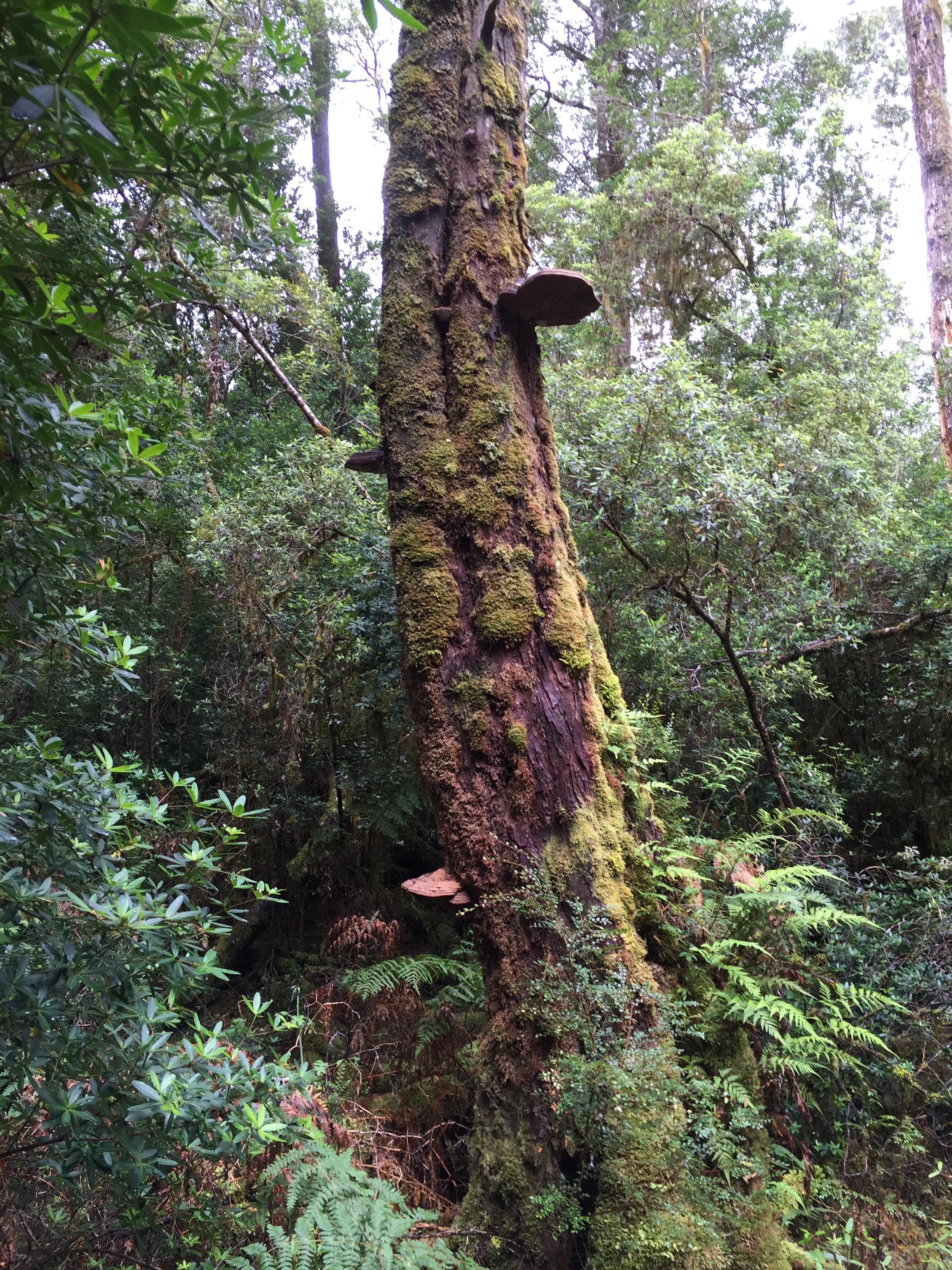 The old-growth Huon forest is mostly gone now, but it is recovering slowly.