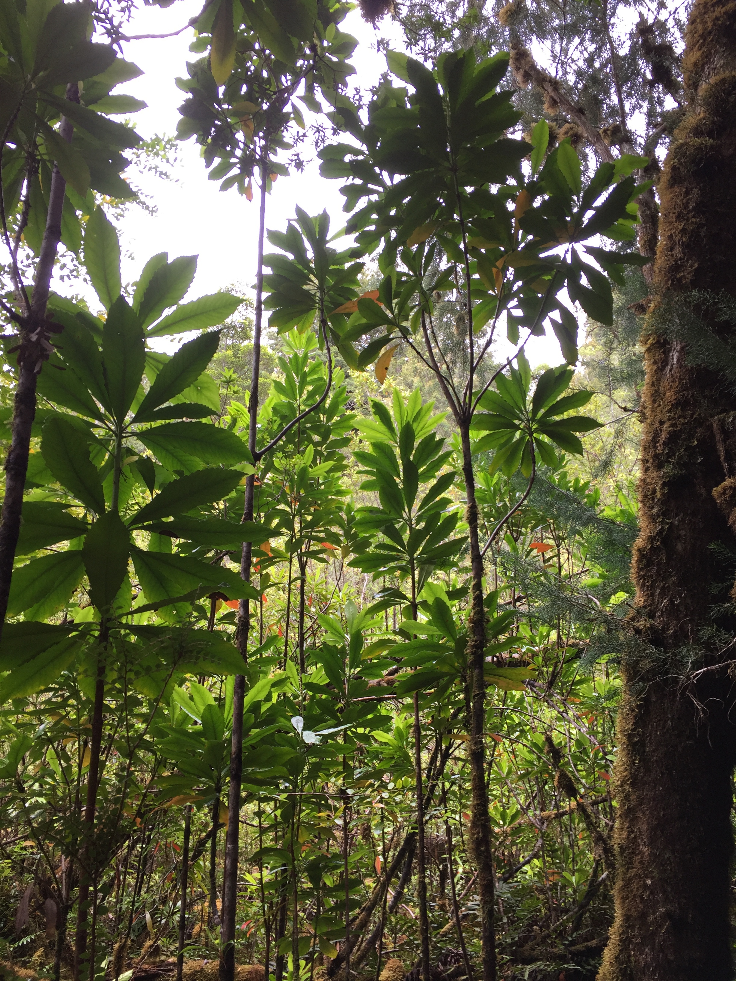 Franklin-Gordon National Park Wilderness Area...dense undergrowth.