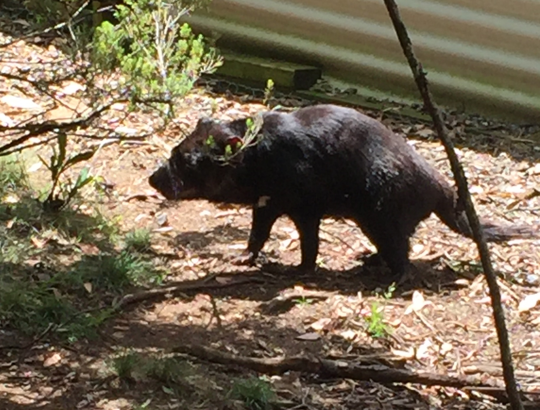 This is a Tasmanian Devil, endemic to Tasmania, now endangered due to a contagious cancer that causes fatal facial tumors. Efforts are underway to conserve and breed the animal in reserves like the one at Cradle Mountain, until a cure can be found for the disease.