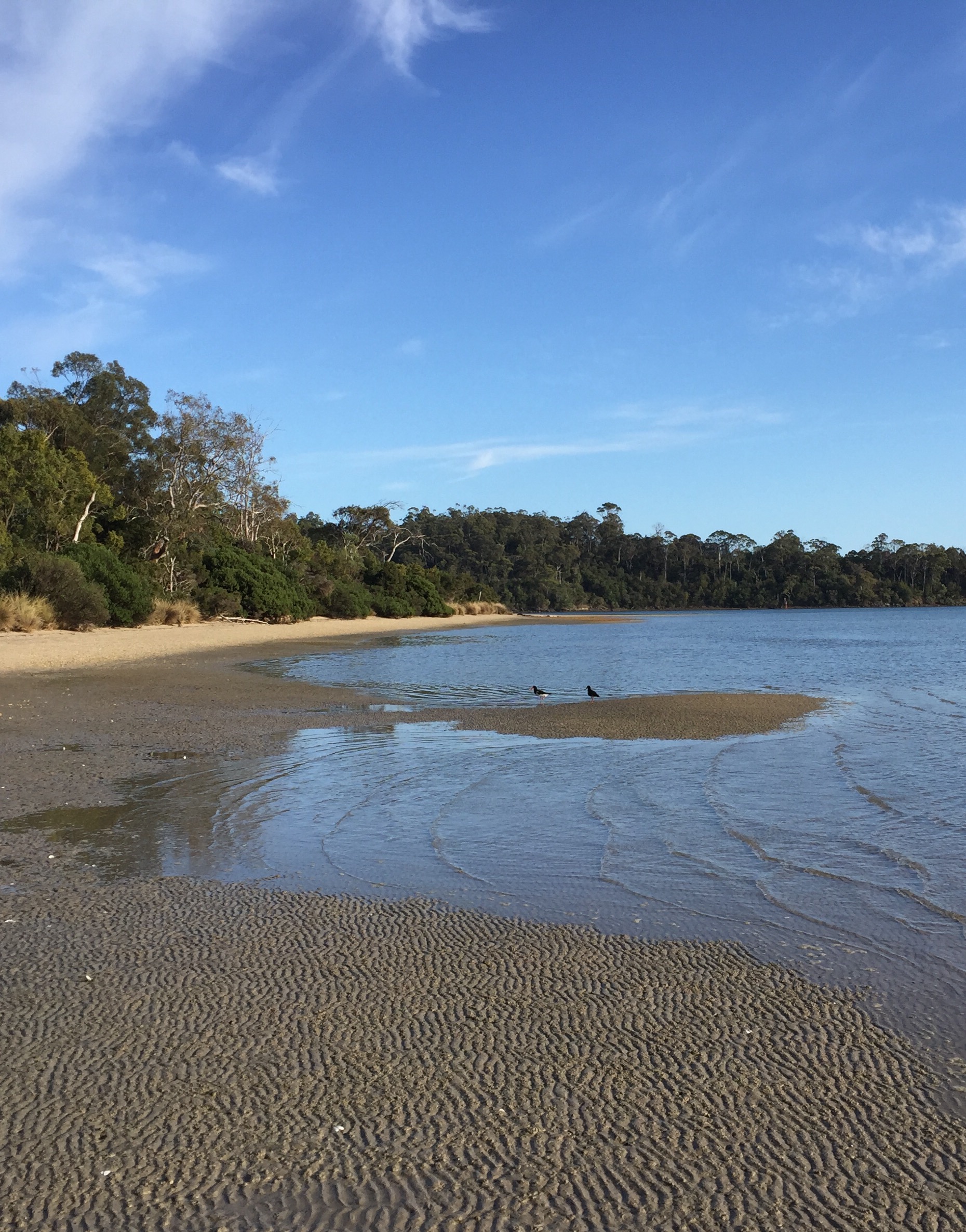 The Redbill Conservation Area in Beauty Point on the north coast of Tasmania is a quiet bird sanctuary.