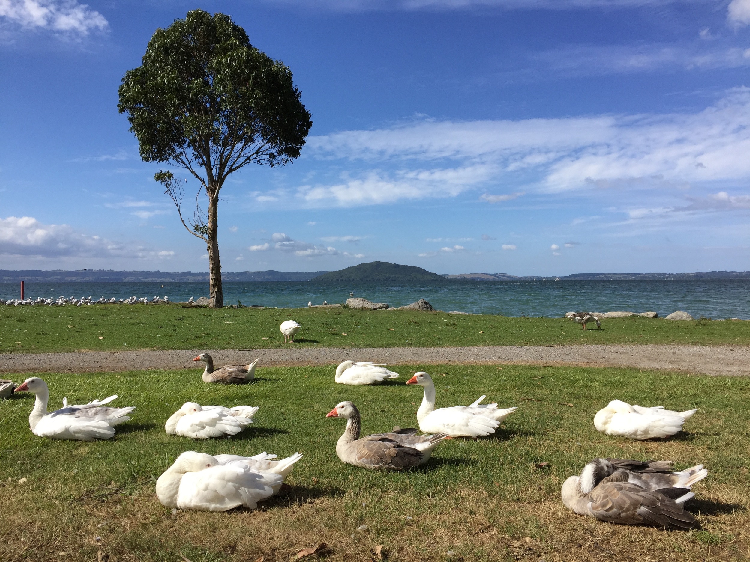 Canada geese resting beside Lake Rotorua on New Zealand's North Island.