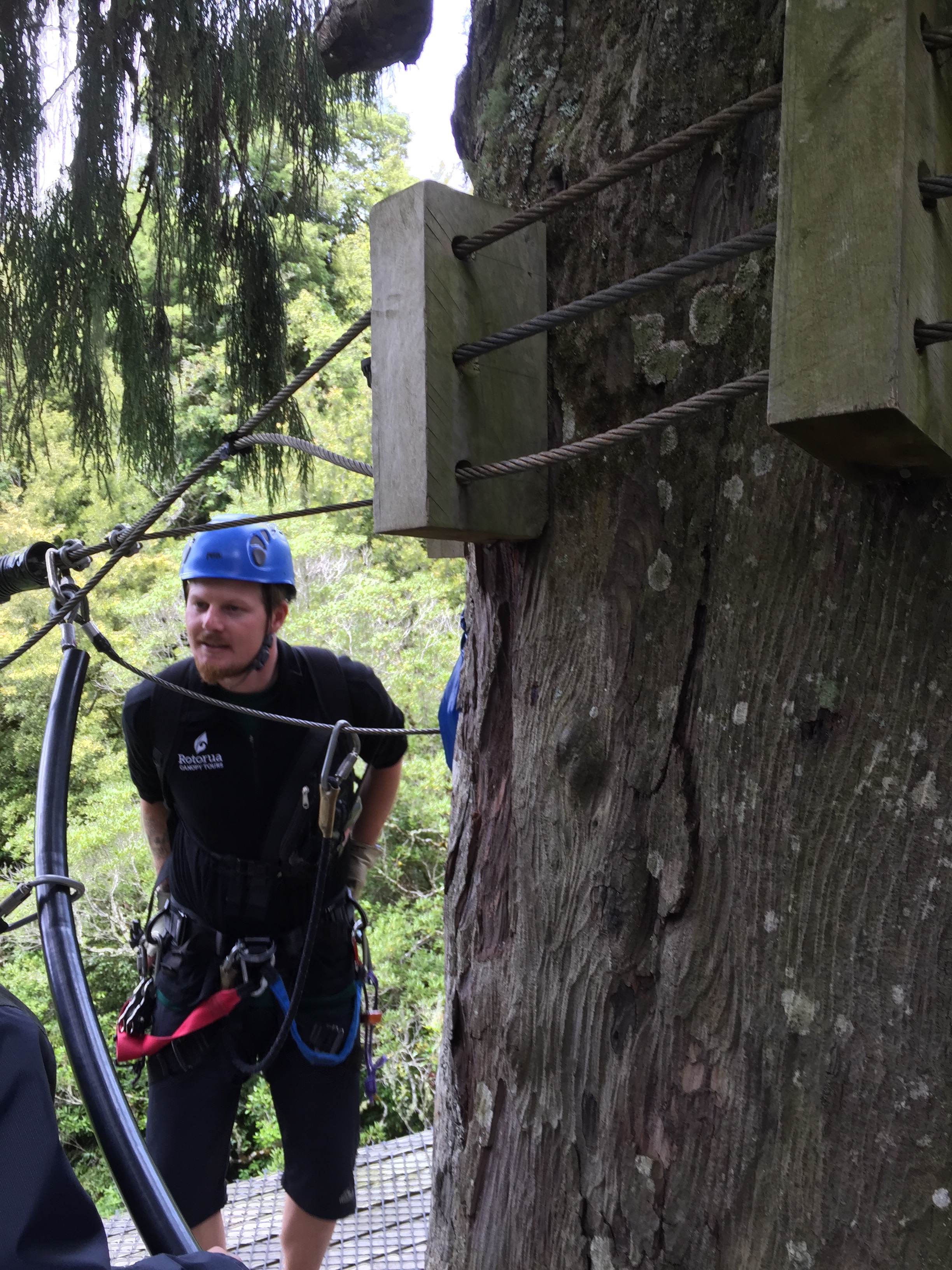 Scott, one of our zipline guides with Rotorua Canopy Tours, stands on a platform constructed 100 feet up around an old-growth kauri tree in Dansey Forest, near Rotorua.