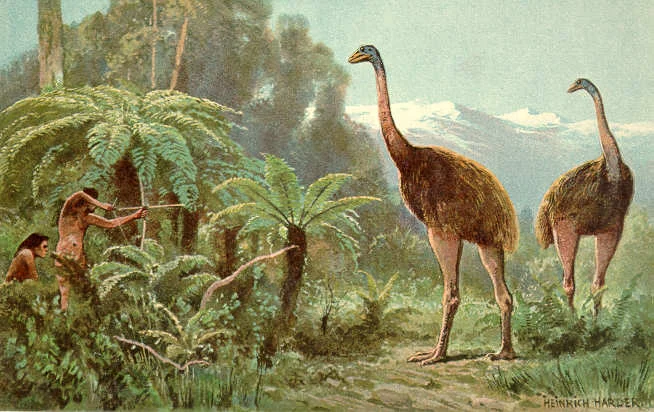 Drawing of the extinct moa by Heinrich Harder (1858-1935) - The Wonderful Paleo Art of Heinrich Harder, Public Domain, https://commons.wikimedia.org/w/index.php?curid=2417140. Note: the Maori did not use bows and arrows.