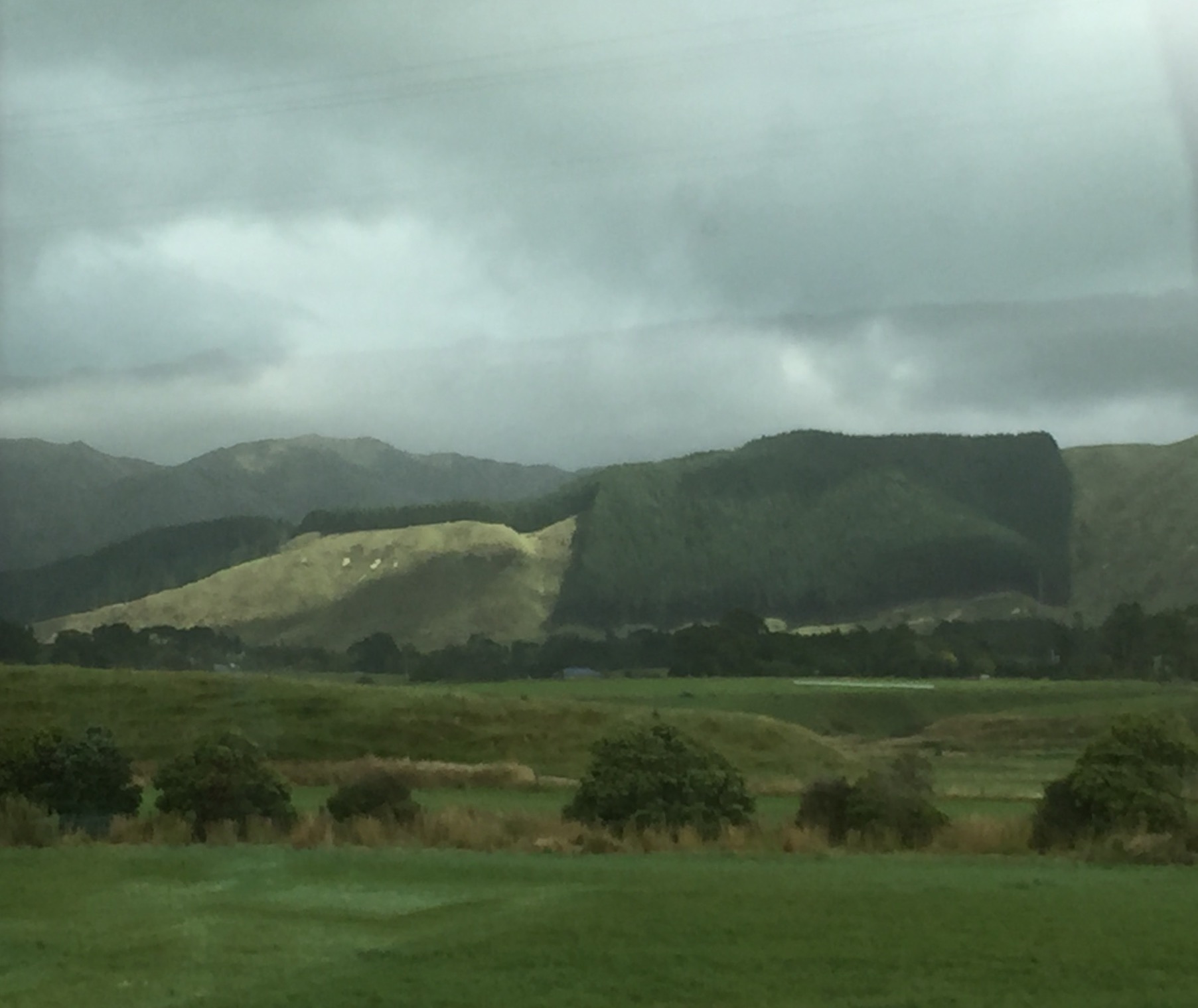 Much of the non-native forest land (mostly Monterey Pine) in New Zealand that hasn't been converted to sheep grazing land is routinely clear-cut, as shown in the photo above. New Zealand federal law has prohibited logging on public lands since 2002. Public lands contain most of the native forests.