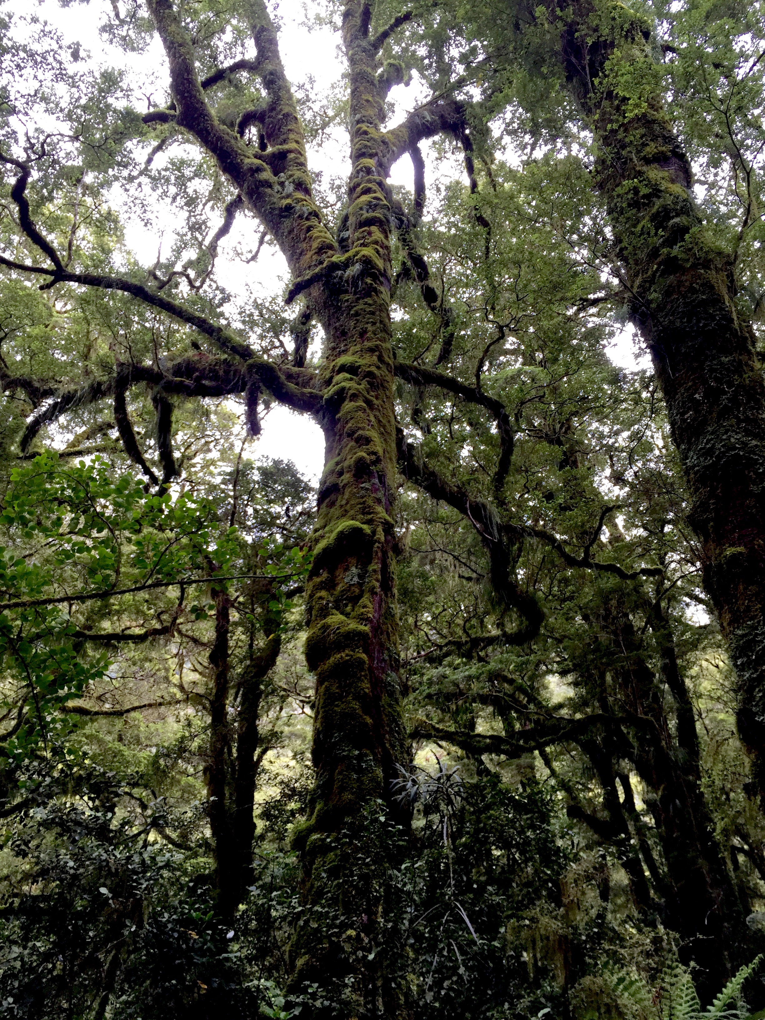Moss covered native nothofagus trees in Fiordlands National Park.