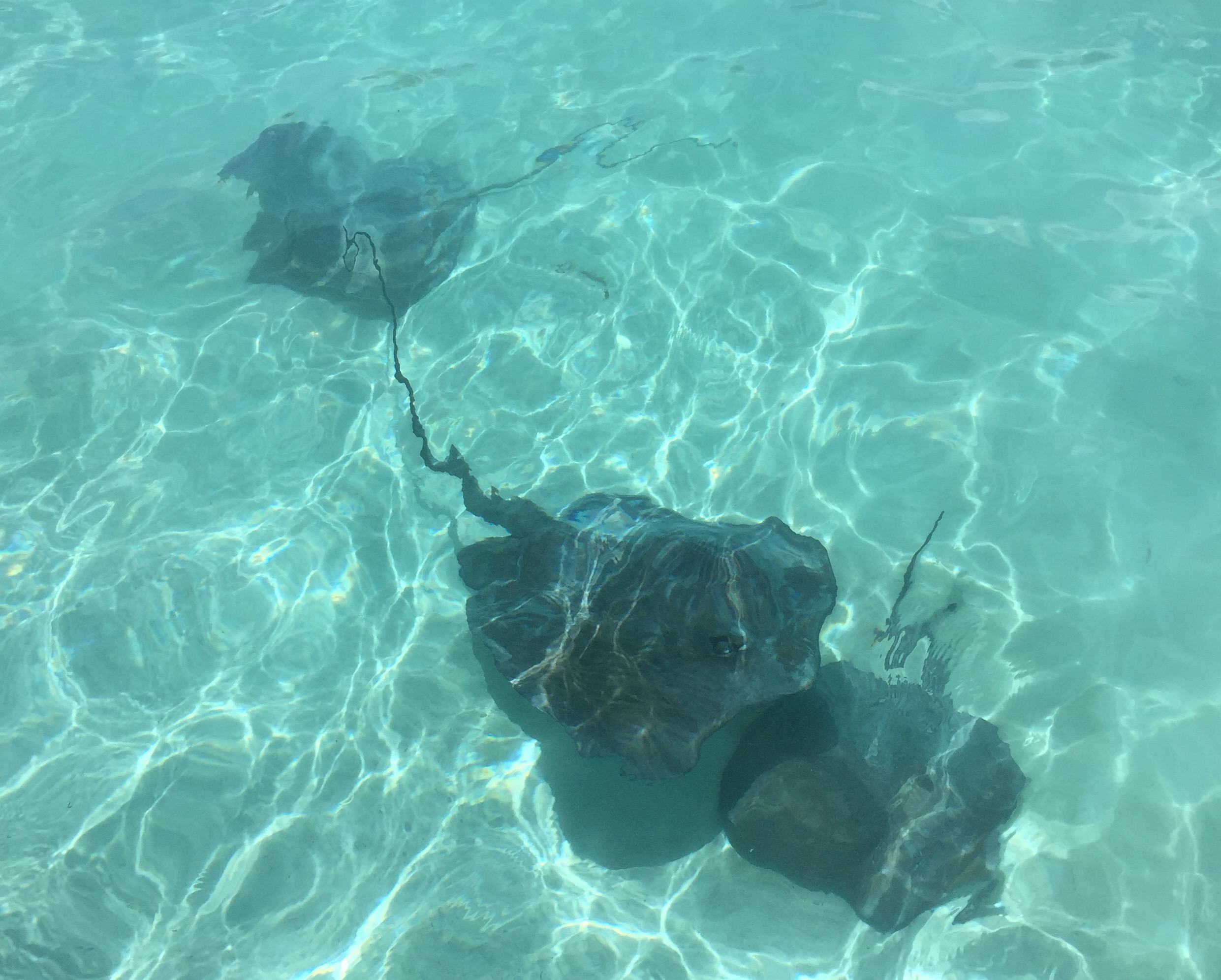 Four-foot diameter sting rays lying some five feet below the surface of the water. They were very friendly!