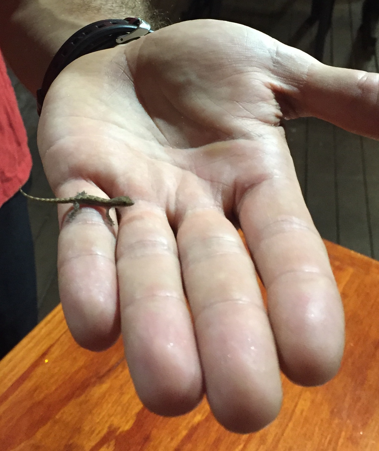Close-up of the baby gecko, my first encounter with wildlife in Moorea, other than mosquitoes.