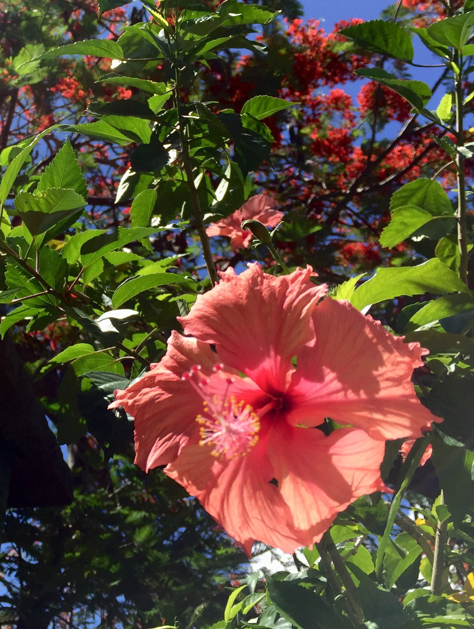 HIbiscus flowers are always in bloom in Moorea, and I would often pluck one to wear in my hair, as is the custom here.