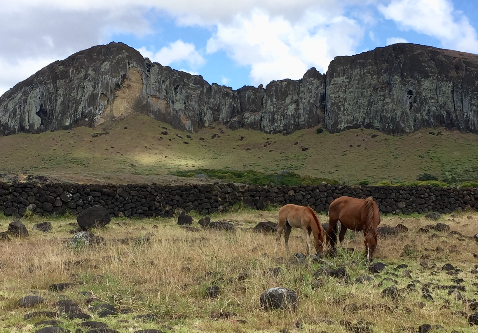 Little remains of the original forest cover on Easter Island. Scientists know that it was once heavily forested, but the mystery remains as to how it got that way. Was it humans or rats that were primarily responsible?