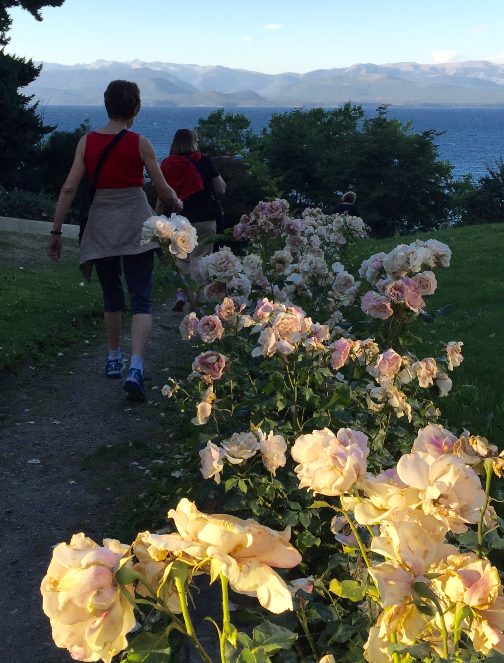 Roses grow everywhere in Bariloche, which is also known for its chocolate, its ski resorts, and for its past harboring of at least one Nazi war criminal, Erich Priebke.