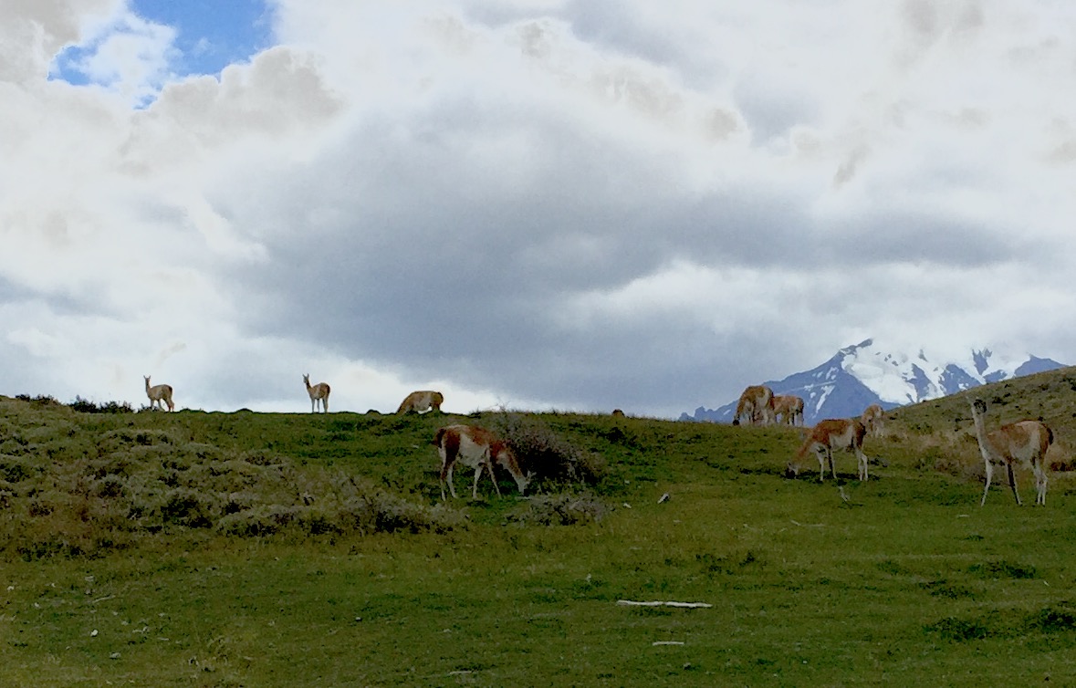 Wild guanacos, which are related to llamas, are native to Patagonia. Here they are grazing on a hillside in front of the snow-capped peaks of Torres de Paine National Park.