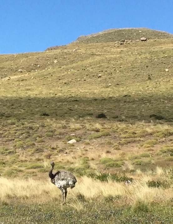 In the foreground is a rhea, a large ostrich-like bird native to Patagonia.