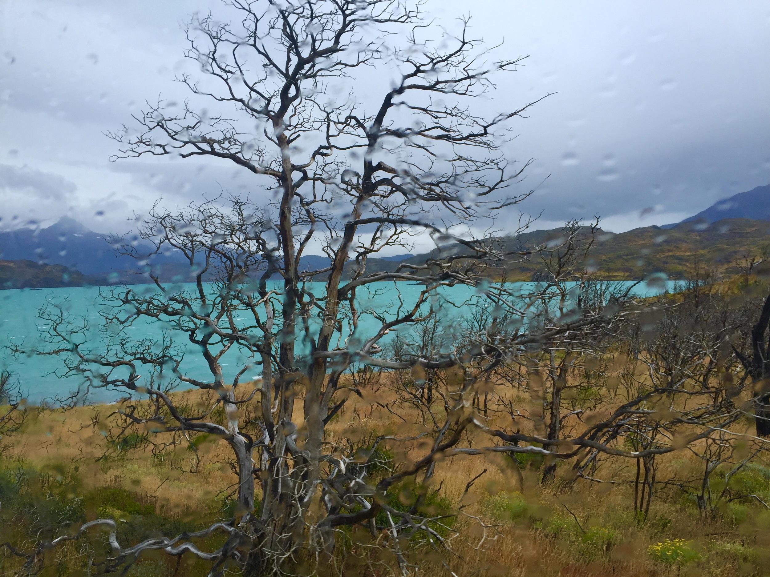 View from the van as we drive through Torres de Paine National Park on the way to the hotel.