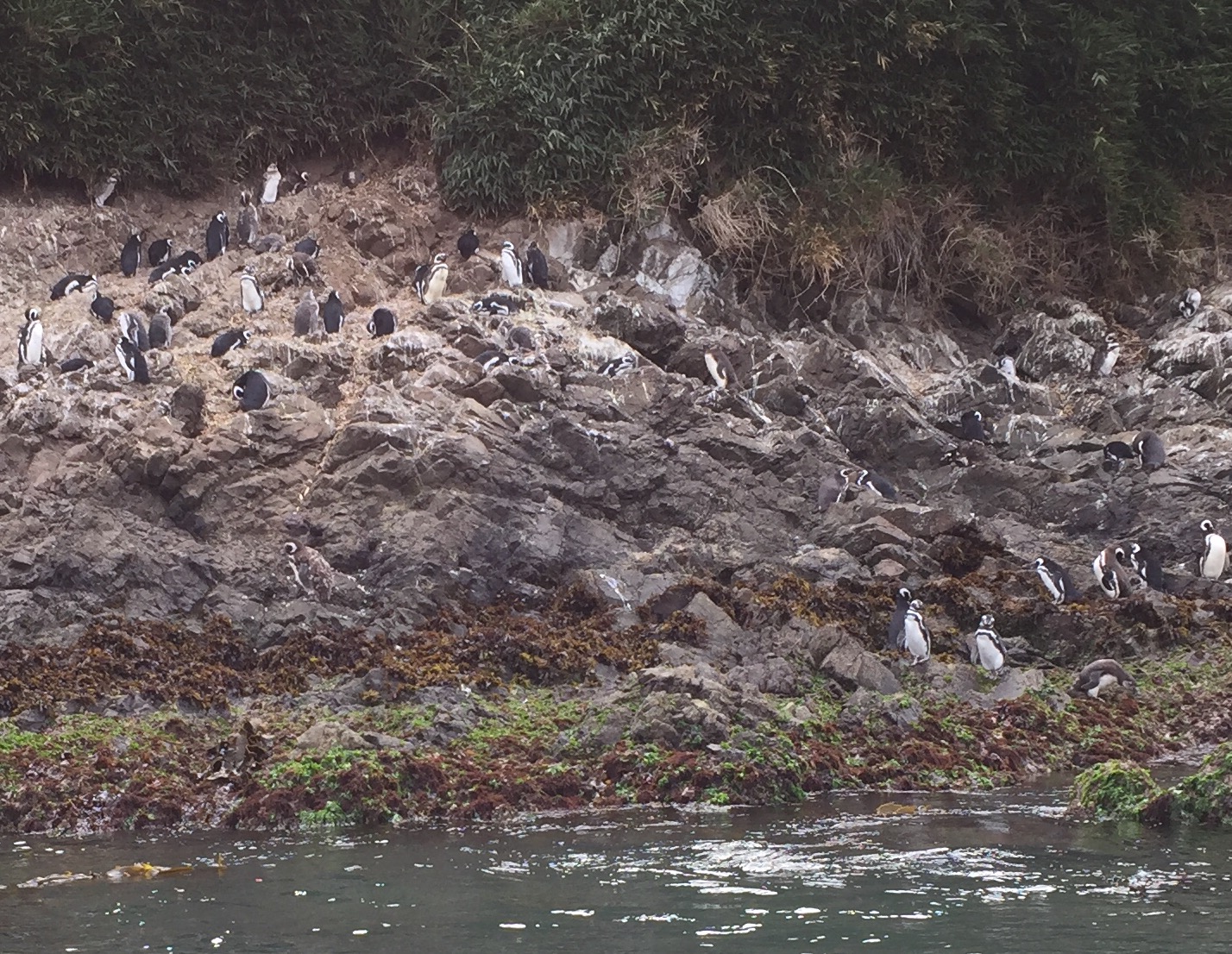 Resident penguins in the Puñihuil Wildlife Sanctuary off the coast of Chiloe Island, Chile.