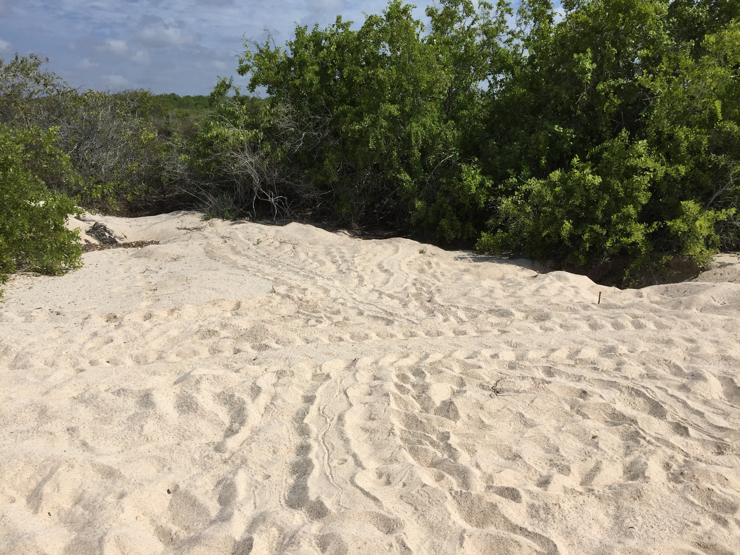 The tracks of Pacific green turtles, which build nests in the fine white sands of Las Bachas beaches on the north shore of Santa Cruz Island, Galapagos, Ecuador.