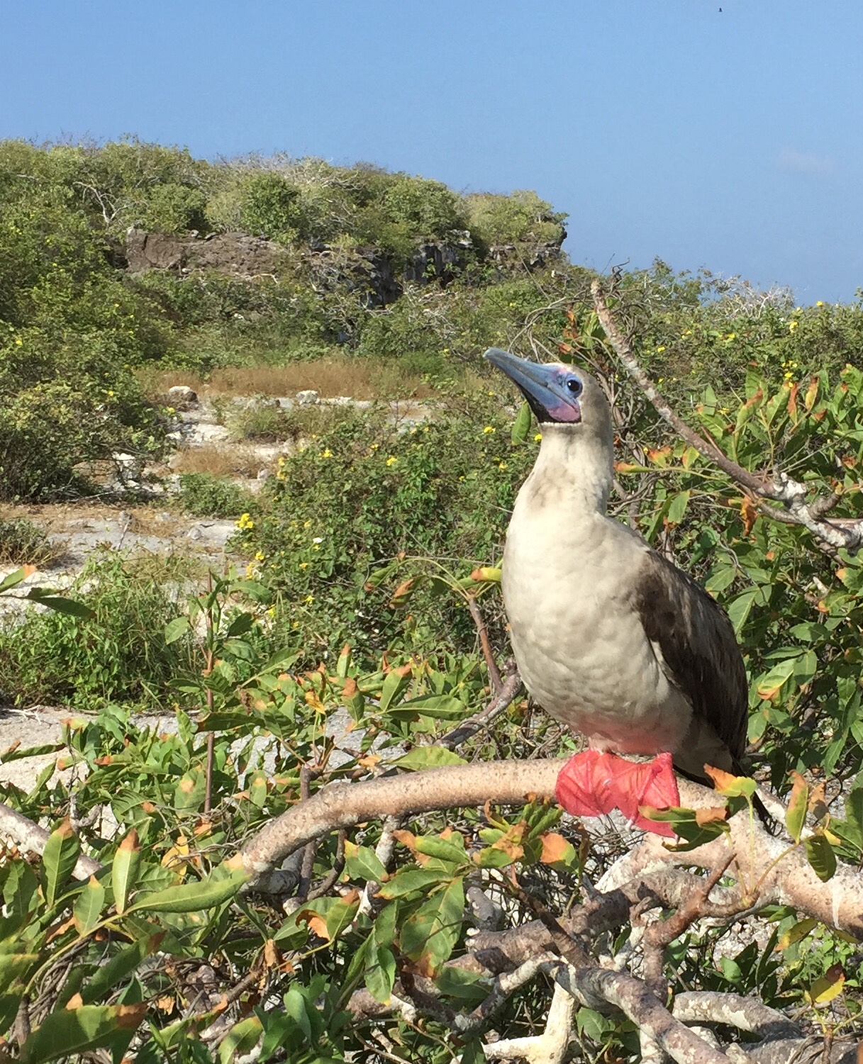 A red-footed boobie perched on a tree branch on Isla Genovesa, Galapagos.