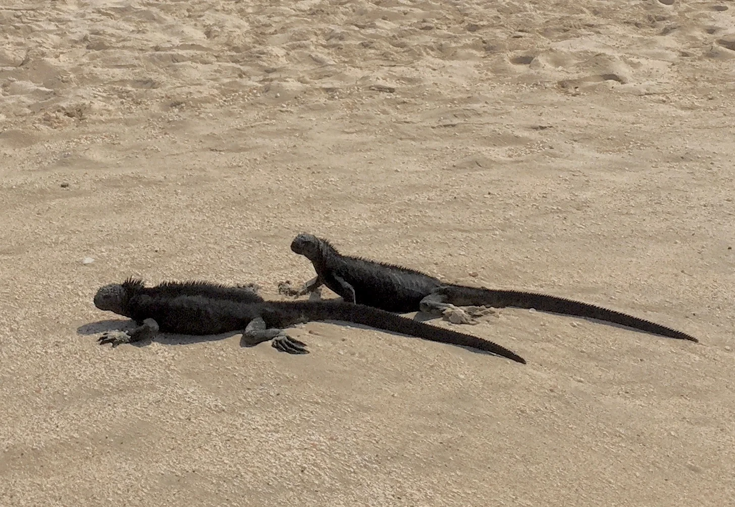 Marine iguanas are a common site on the Galapagos Islands, including here on the north coast of Santa Cruz Island.