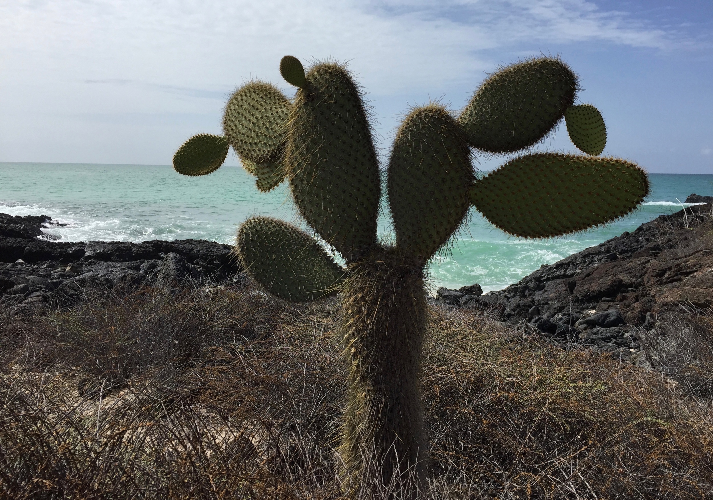 Prickly pear cacti on Santa Cruz Island are reminiscent of Baja California.