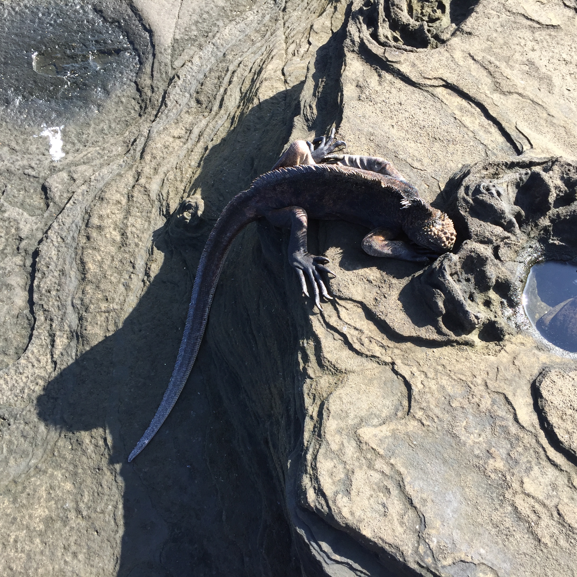A marine iguana on Isla Santiago, Galapagos Islands.