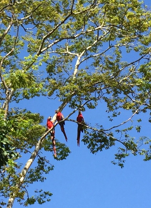 Macaws above entrance to Copán ruins in Honduras. . .and I thought bluejays were noisy!