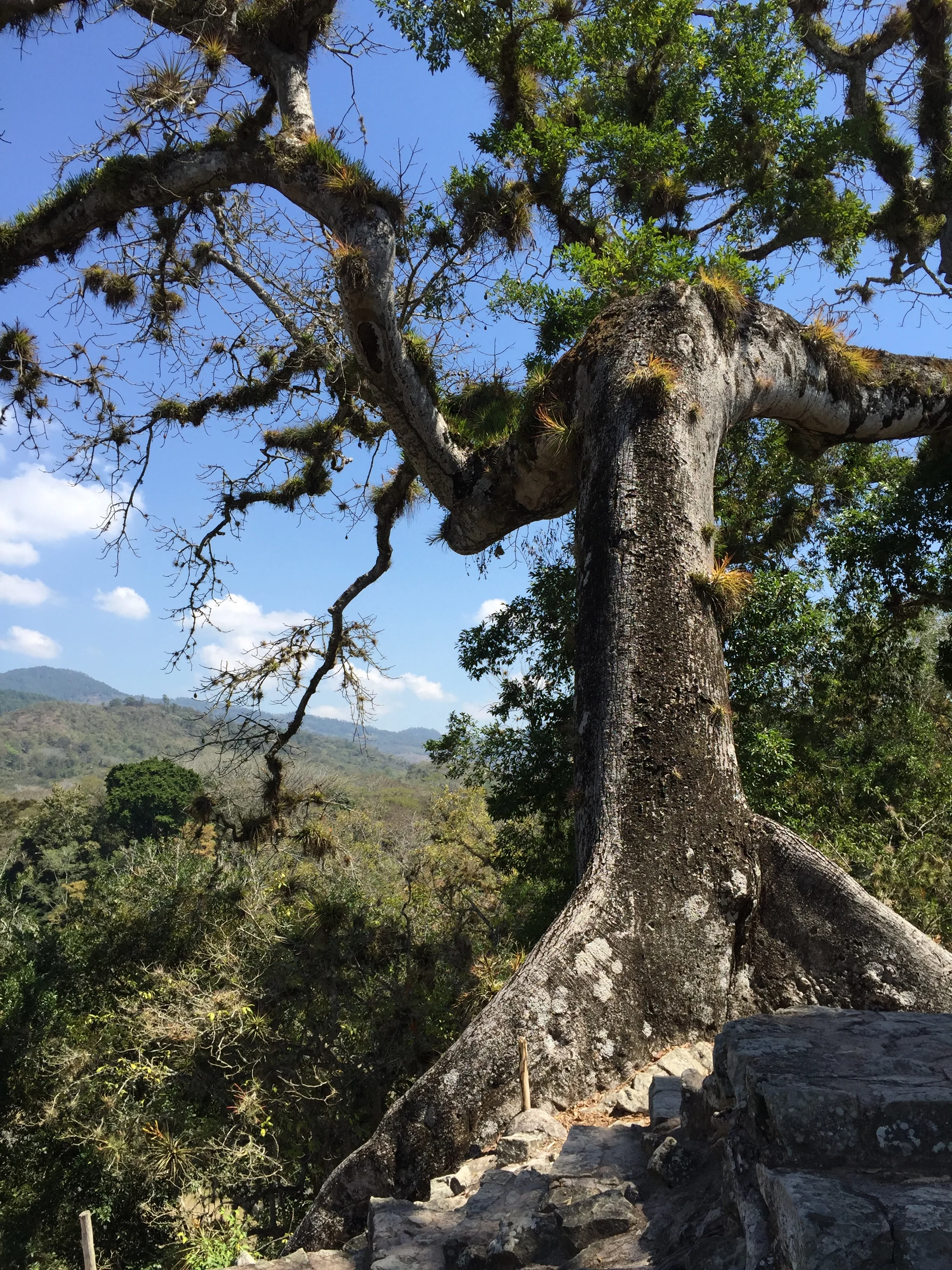 Trees would takeover the ruins at Copán if not for constant intervention.