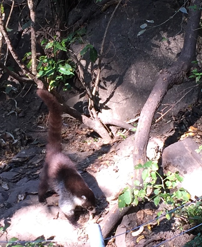 Hiking up the trails through the forest around Lake Atitlan, we spotted many koati mundis, which are part of the raccoon faily and native to Latin America.