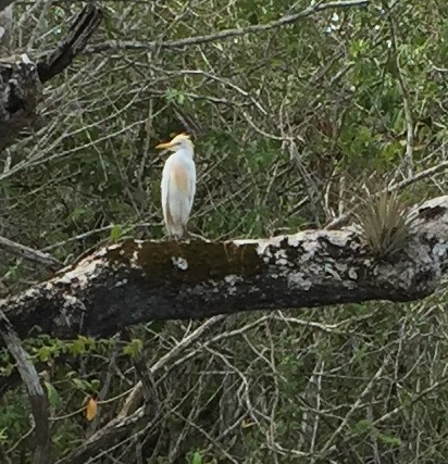 We saw an amazing assortment of birds and even a few crocodiles on our boat trip down the New River to visit the 3,000-year old Mayan ruins of Laminai, Belize.