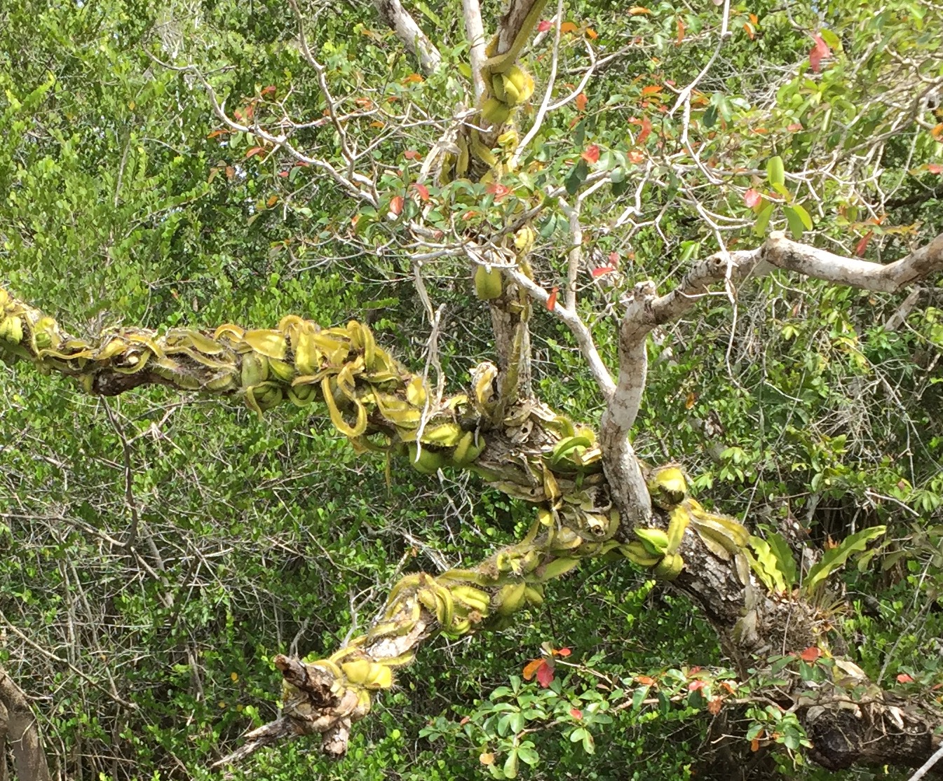 This tree overhanging the New River near Laminai ruins in Beiize is festooned with a snake cactus . . at first I thought it was a huge green snake.