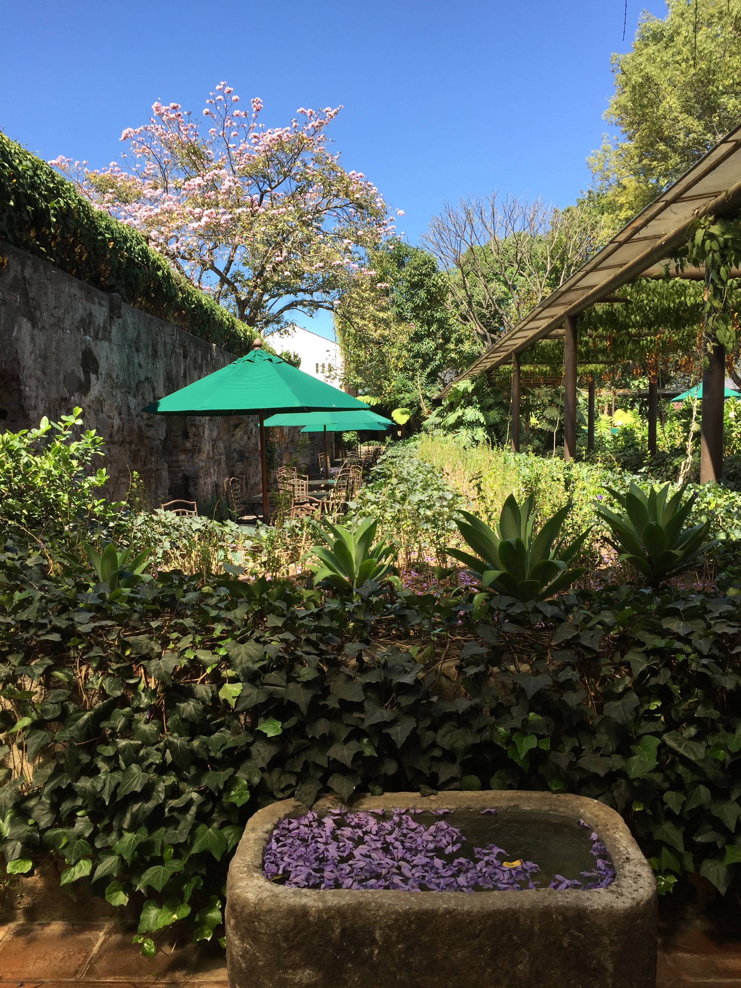 Anoterh scen insie an old walled garden in Antigua.