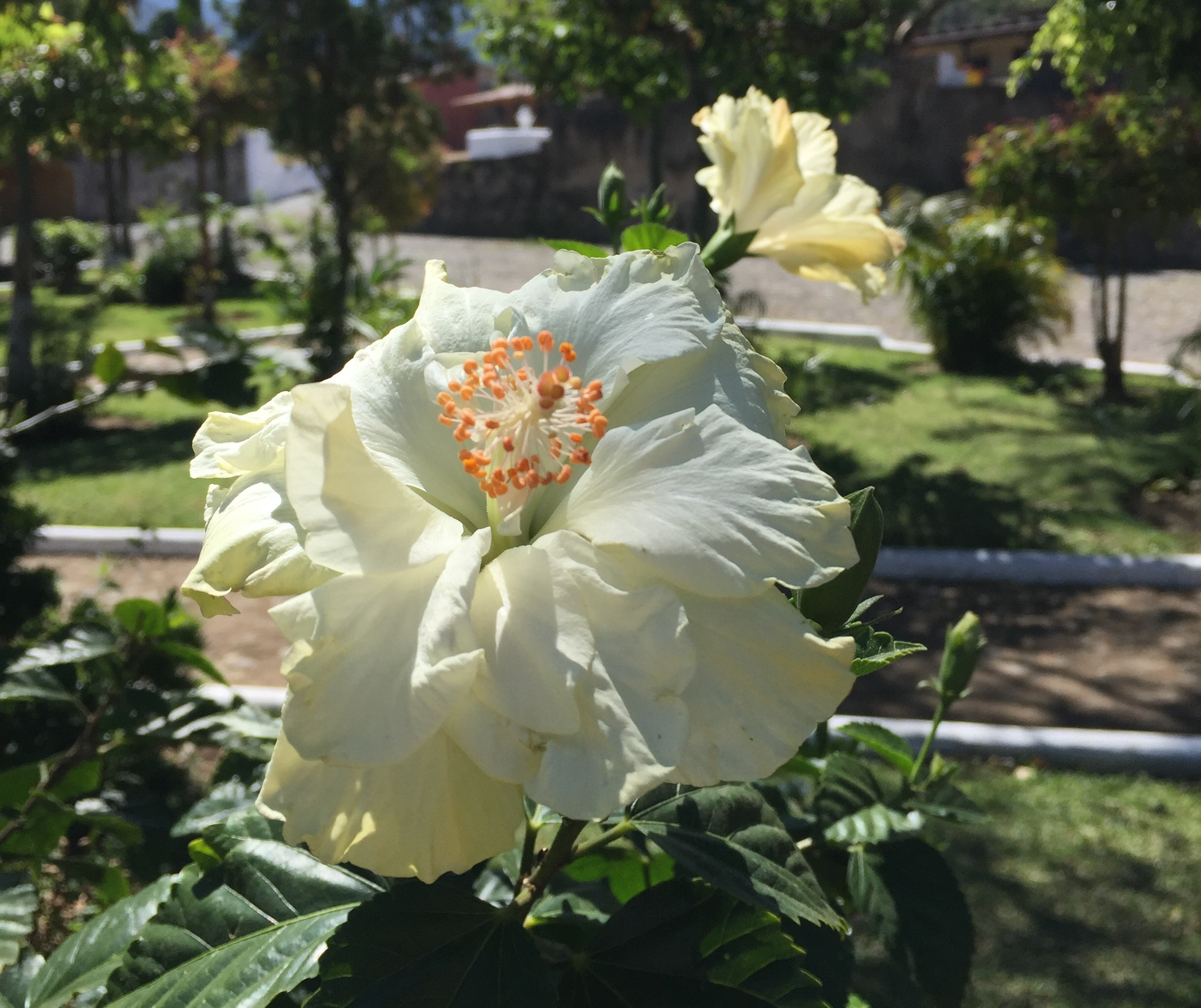 Hibiscus flowers are abundant throughout Antigua, Guatemala.
