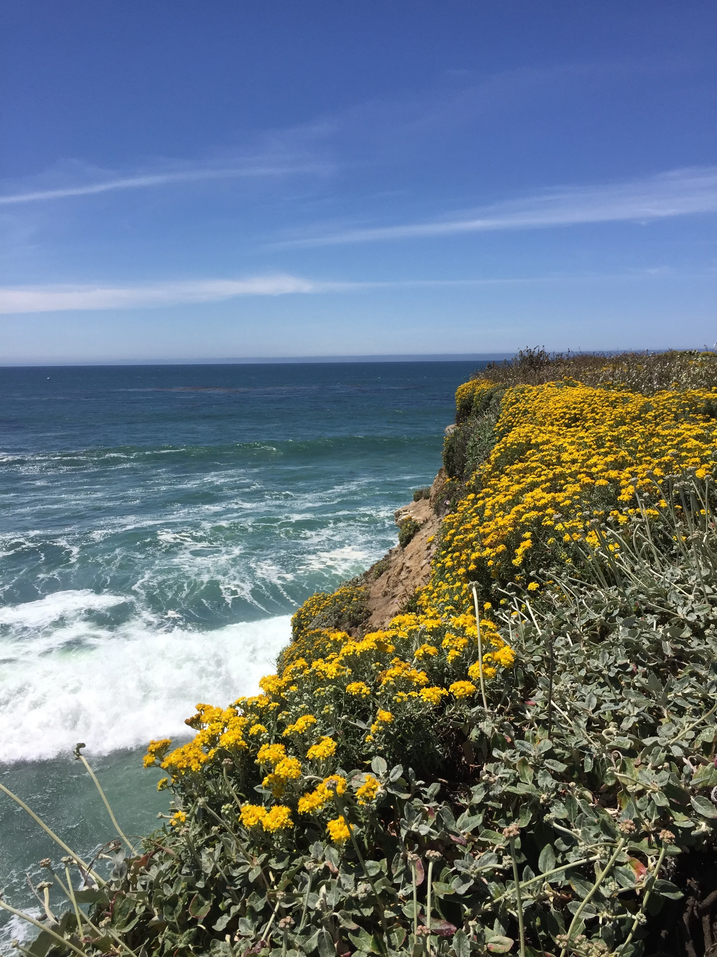 Once back in Santa Cruz, one of the first places I walked was along the coast at Wilder Ranch State Park.