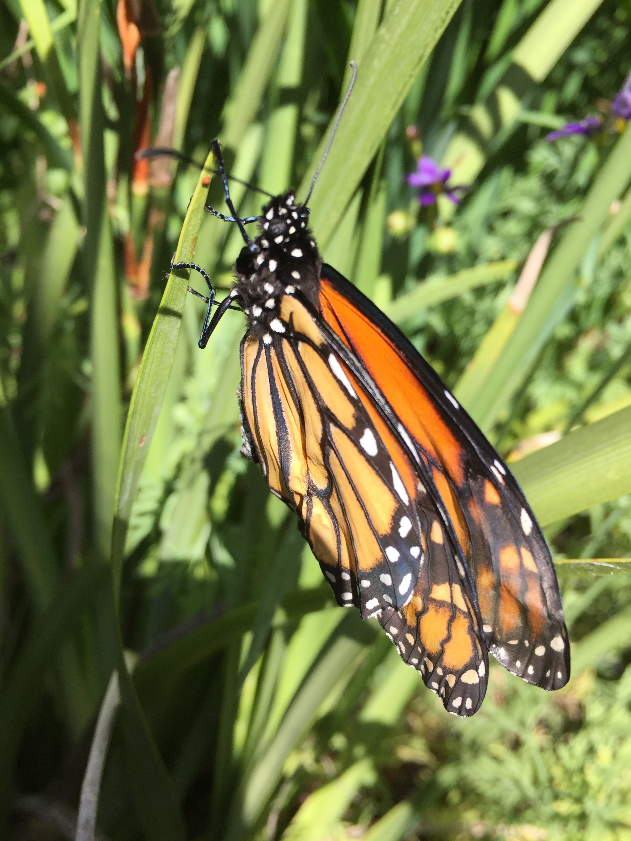 This monarch butterfly emerged from its chrysalis attached to a plant in my backyard, but it had a deformed wing and was never able to fly.
