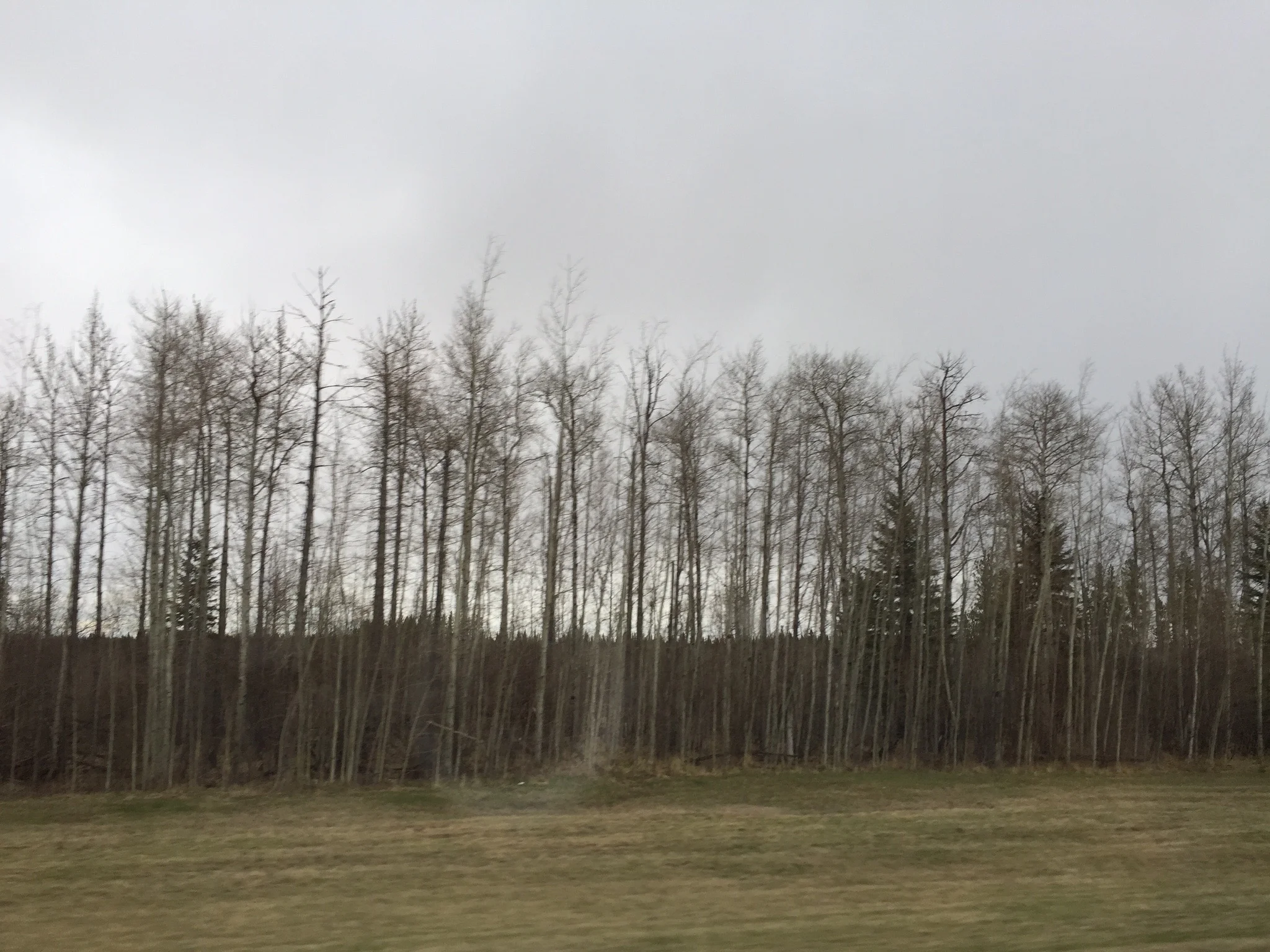 The five-hour bus ride from Jasper to Edmonton, Alberta, Canada, passed through forests, or rather, crowded plots of young spindly trees that are routinely hacked down to feed the region’s huge pulp and paper mills.